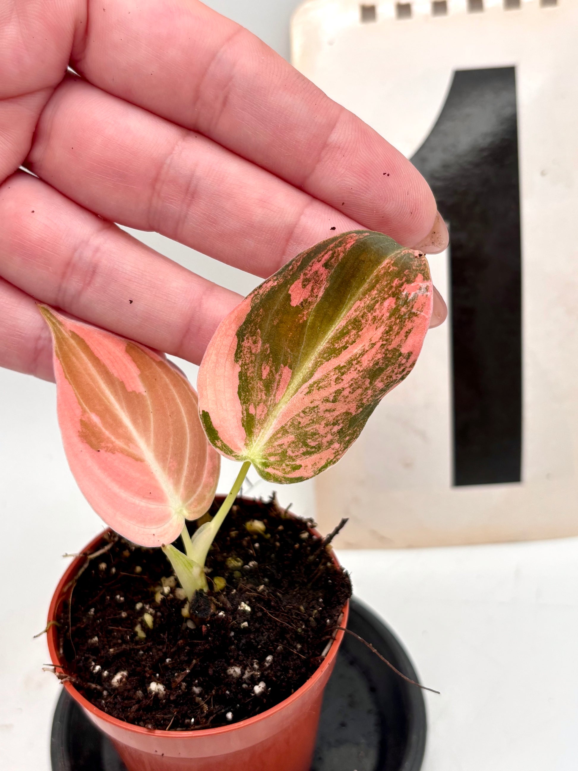 Philodendron Melanochrysum Pink Variegata Pflanze mit grünem und rosa Blättern, helles Laub, exotische Zimmerpflanze