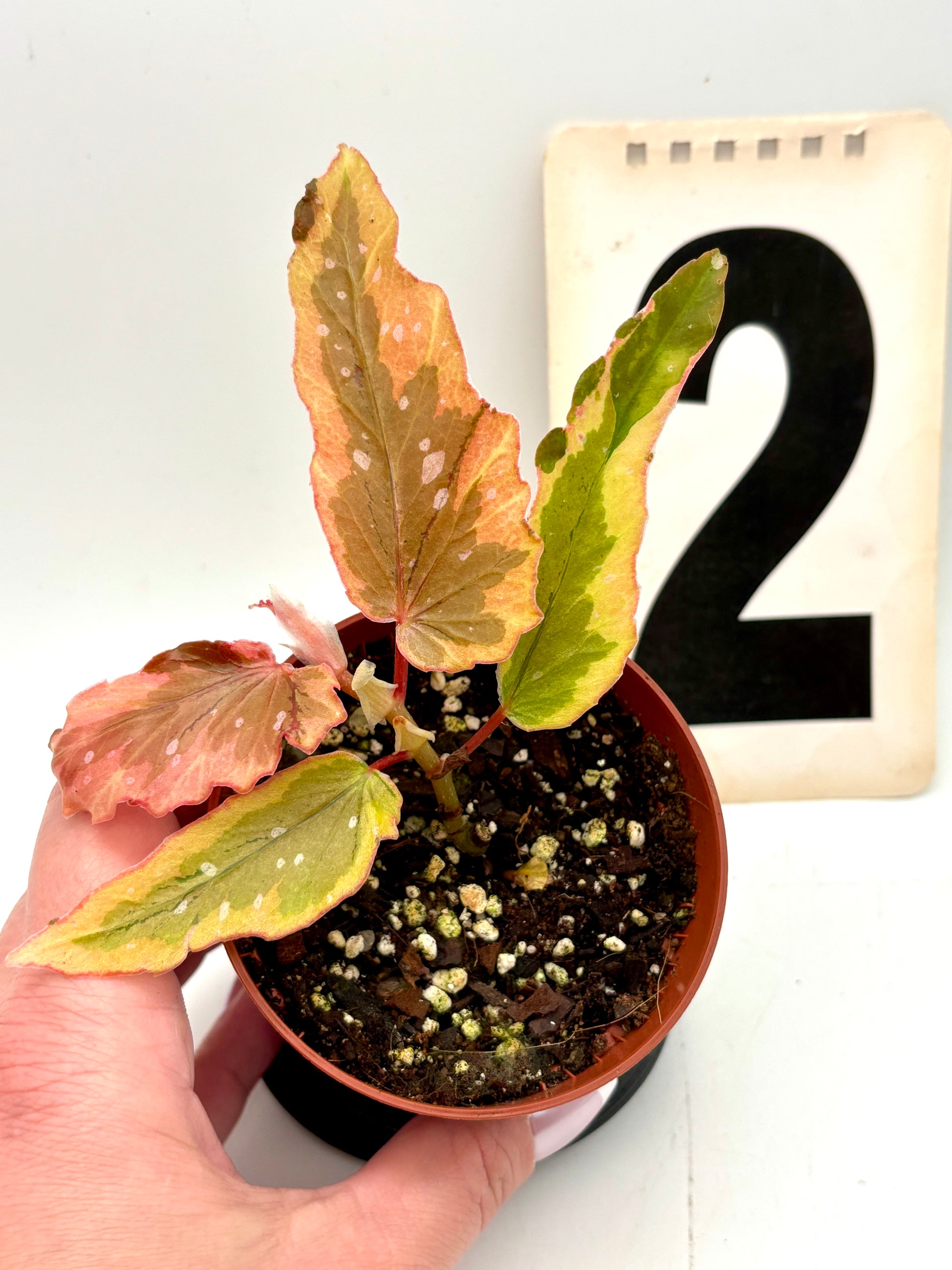 Begonia Dainty Spray Sport Variegata, bunt blühende Zierbegonie mit grünen und weißen Blättern, im Top auf einer Fensterbank