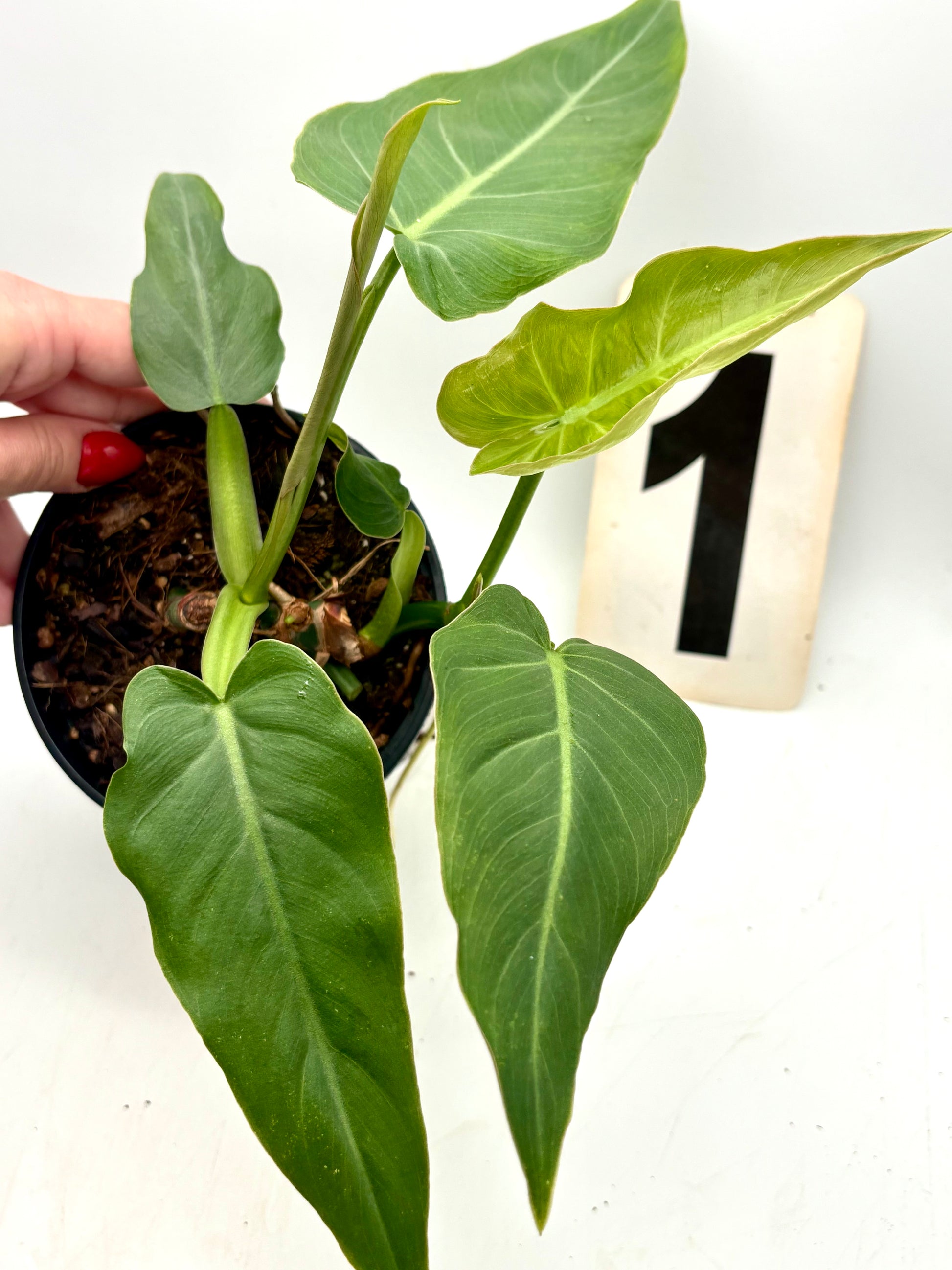 Philodendron Maximum