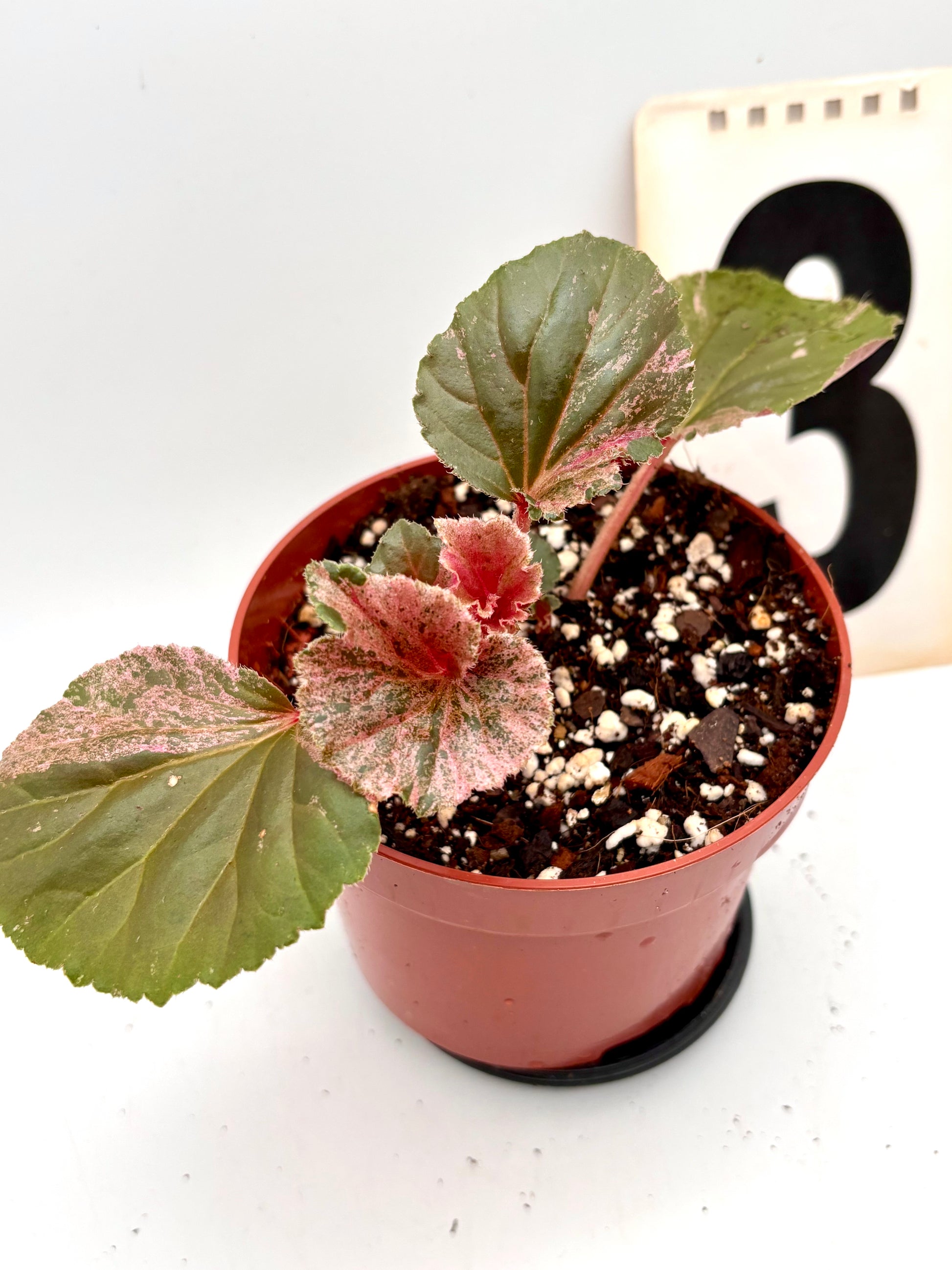 Variegierte Begonia Cucullata von Exotic-Flowers, grüne und cremefarbene Blätter, Pflanze in Topf auf einer Fensterbank.