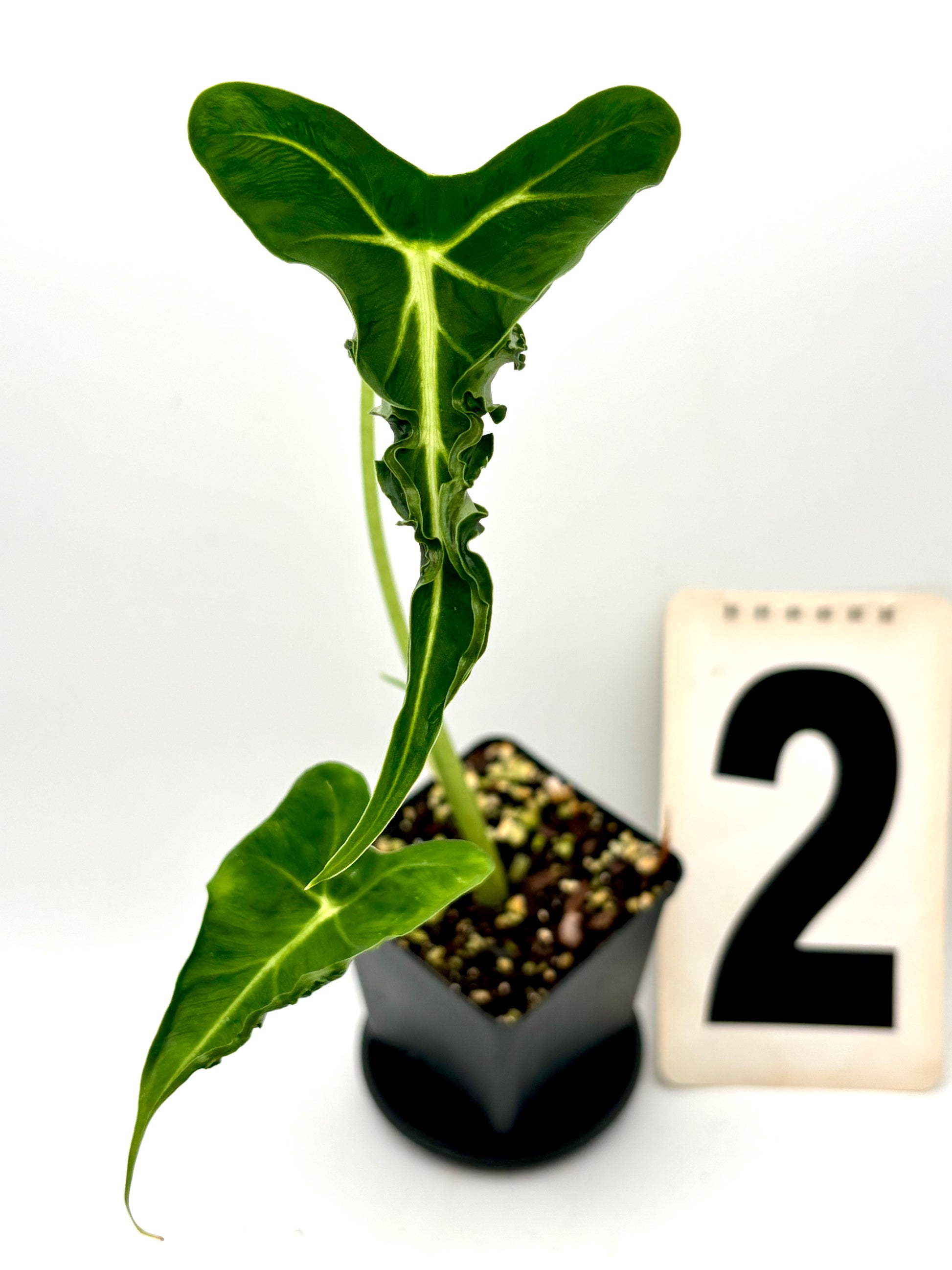 Alocasia Frydek Pflanze von Exotic-Flowers, große grüne Blätter mit markanten weißen Adern, im Topf auf natürlichem Hintergrund