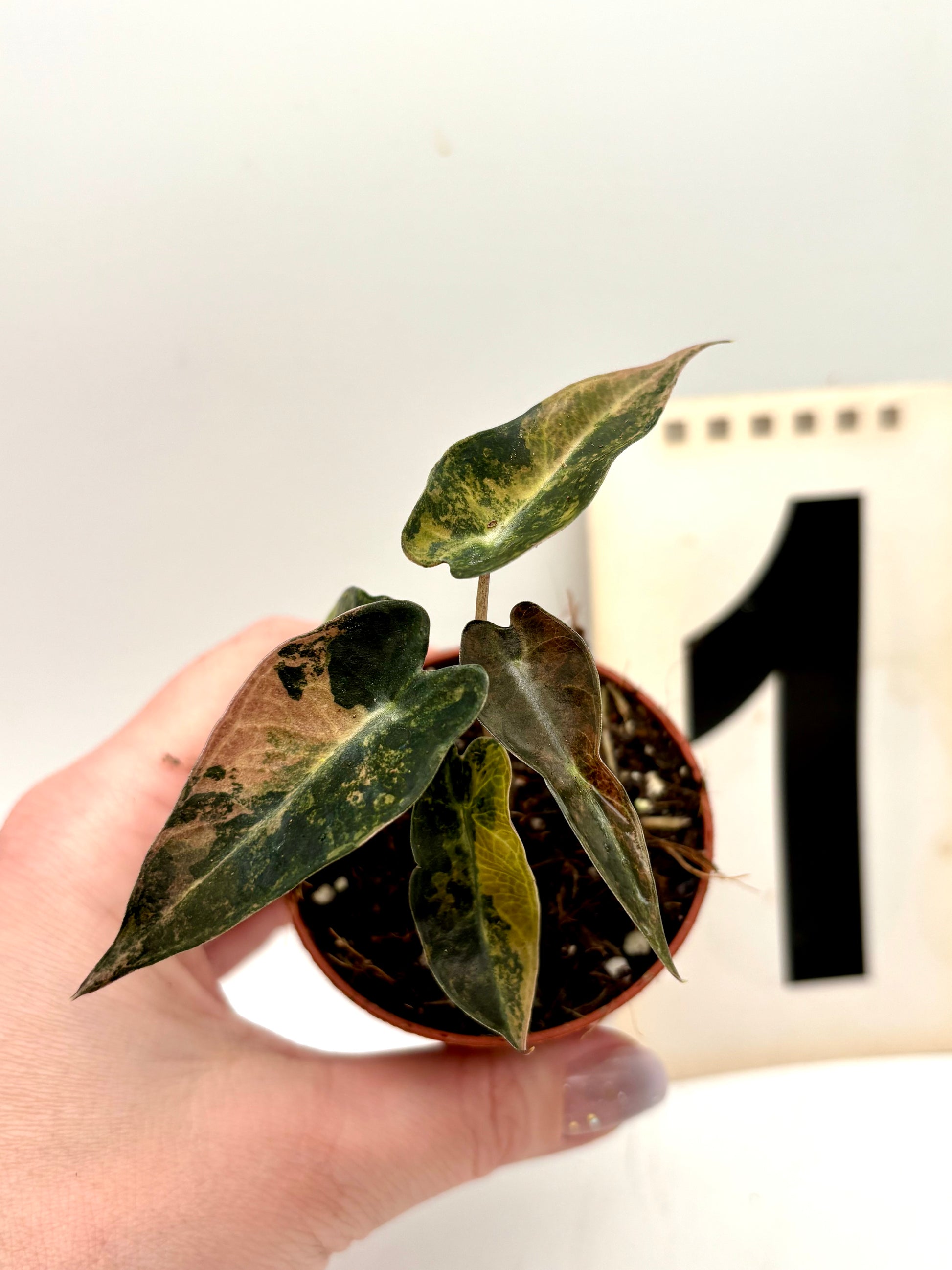 Alocasia Bambino Aurea Variegata - Exotic-Flowers