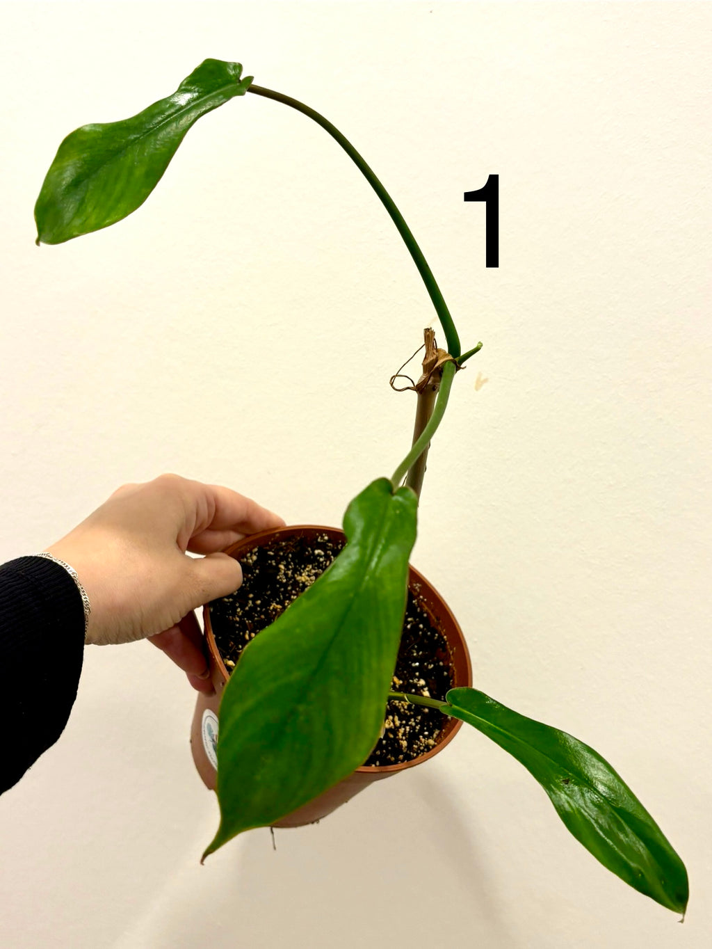 Philodendron Joepii Pflanze von Exotic-Flowers mit charakteristischen, auffälligen Blättern auf Bild.