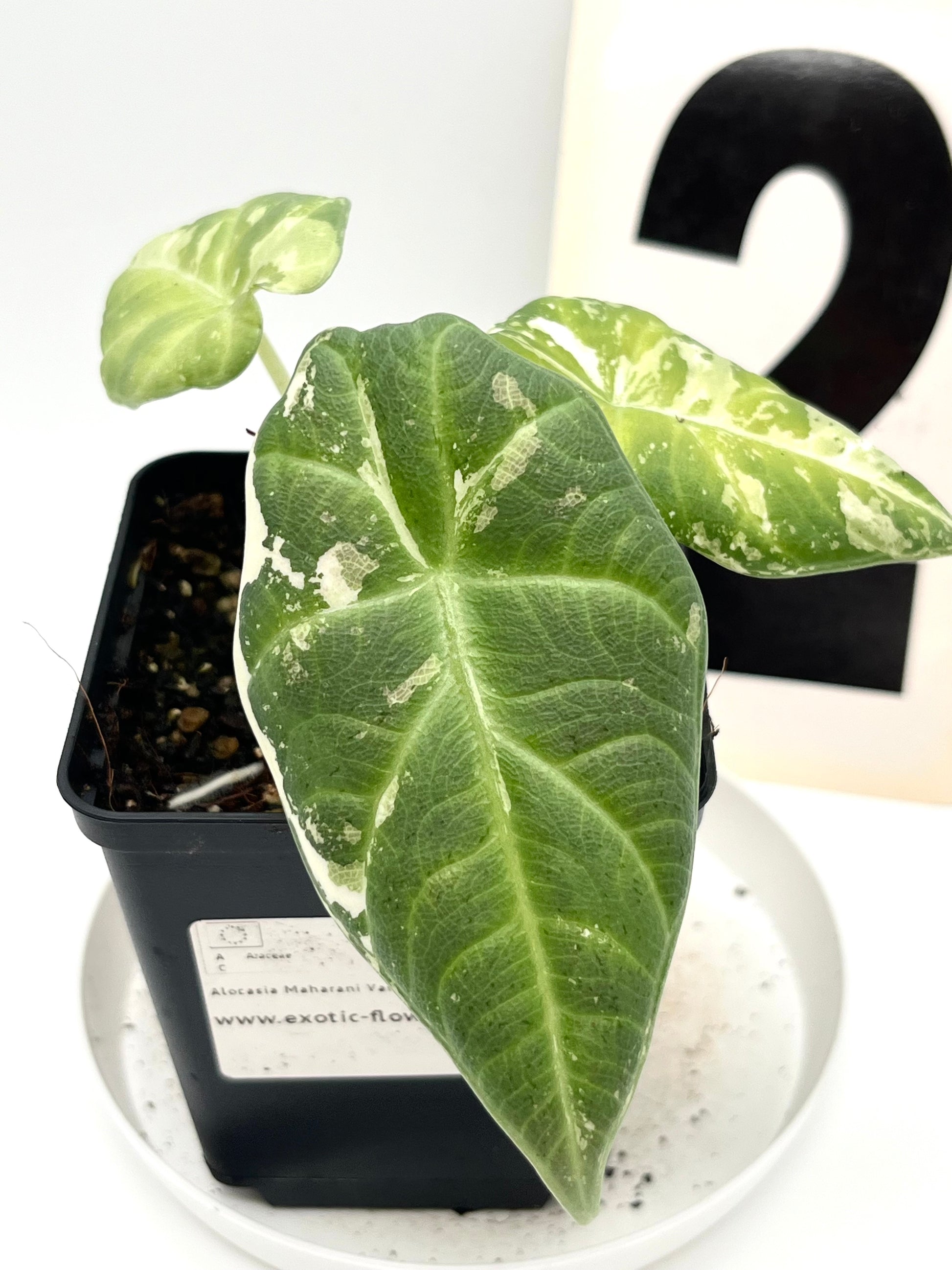 Alocasia Maharani Variegata