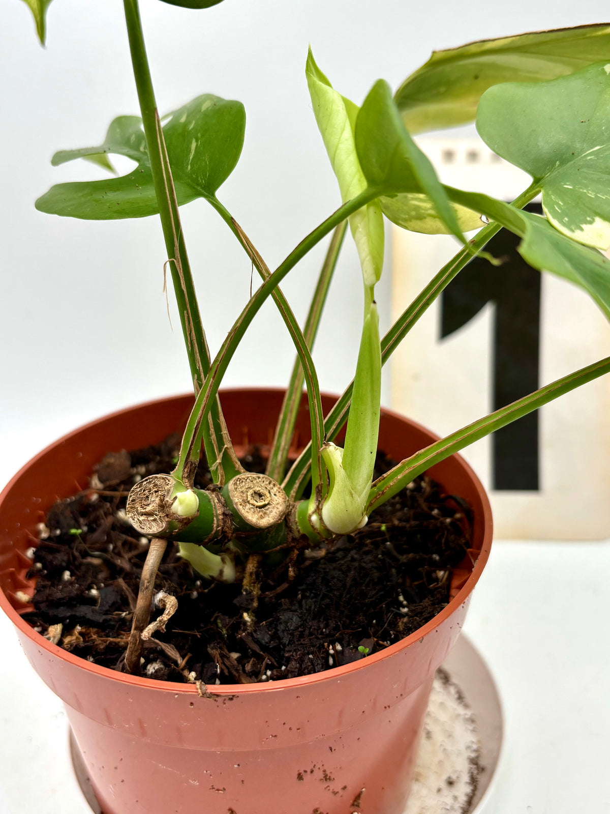 Rhaphidophora Tetrasperma Albo Variegata / Monstera Minima