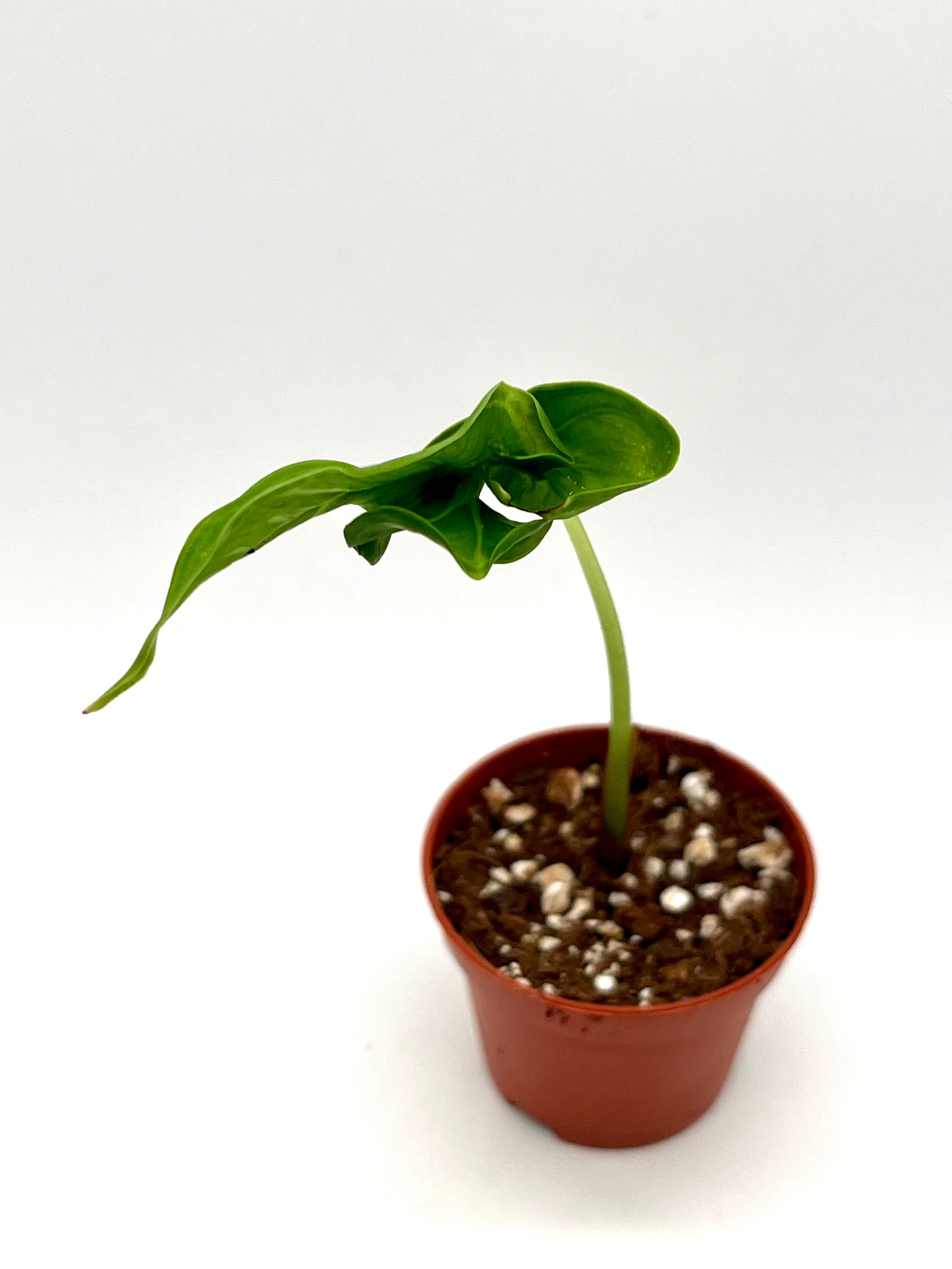 Alocasia Teletubbies Baby