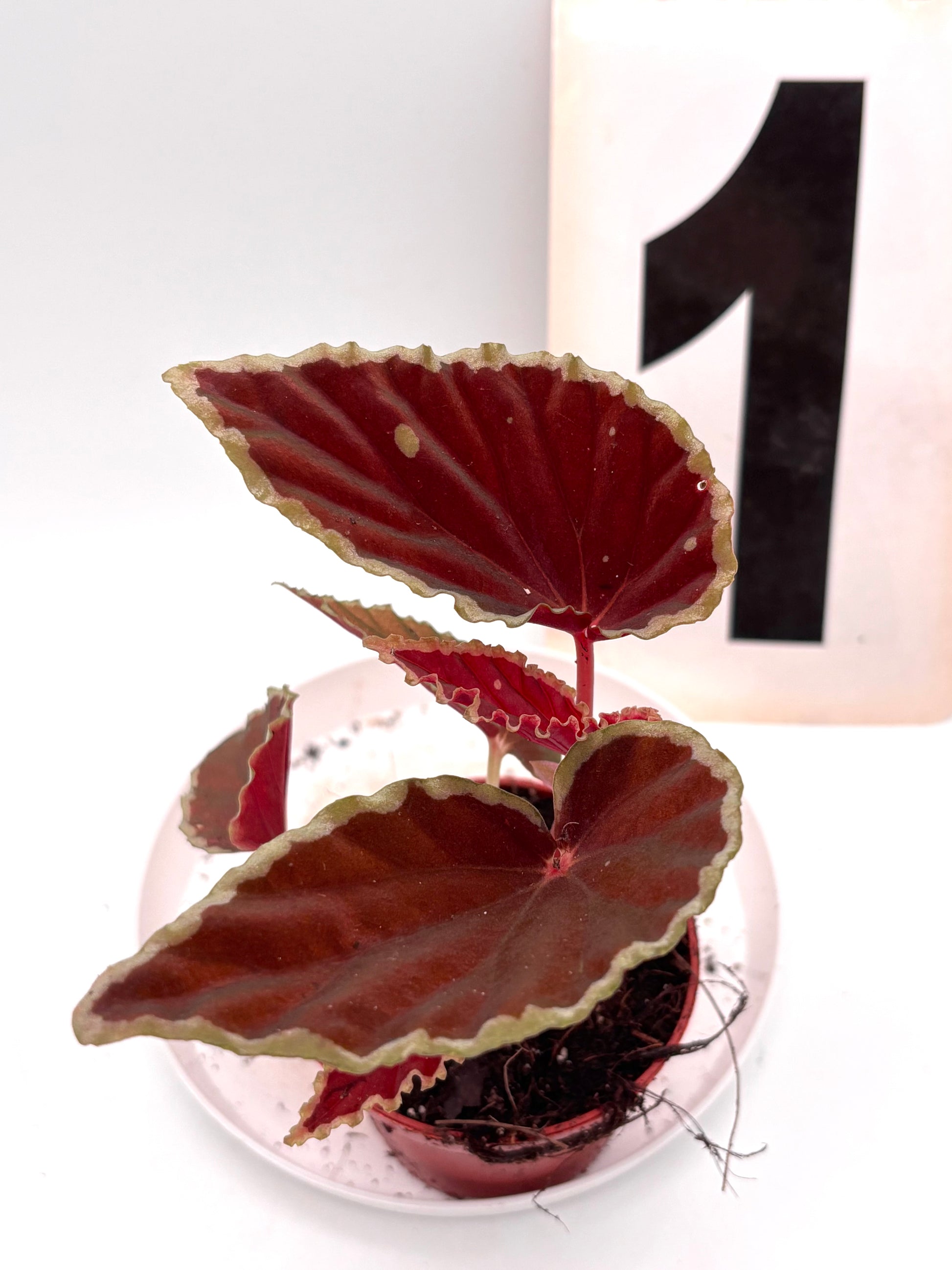 Begonia darthvaderiana ‘Green Spots’