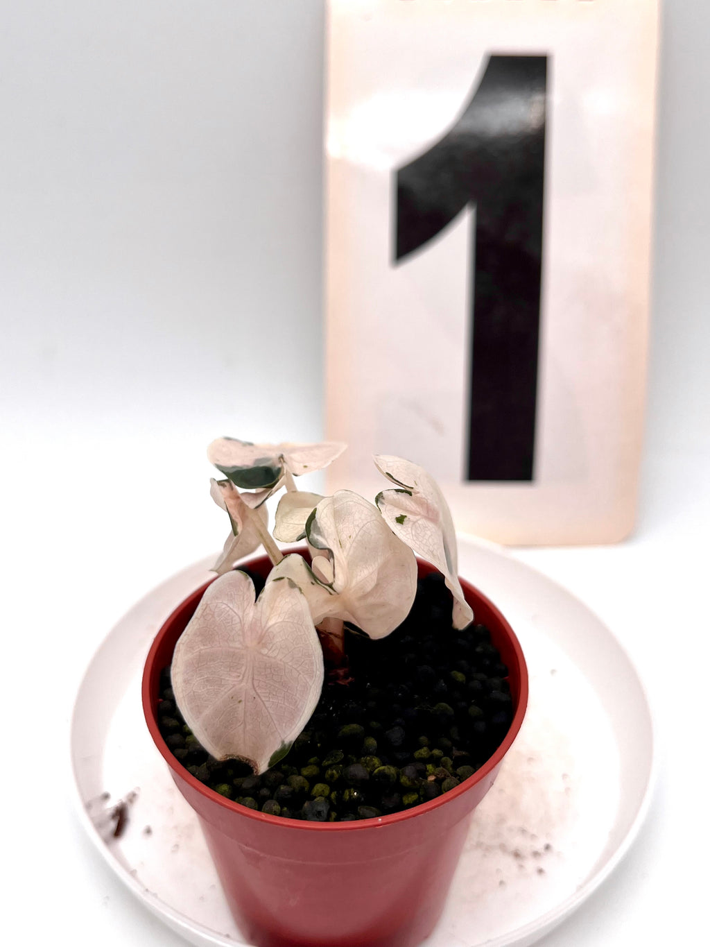 Alocasia Balloon Heart Variegata