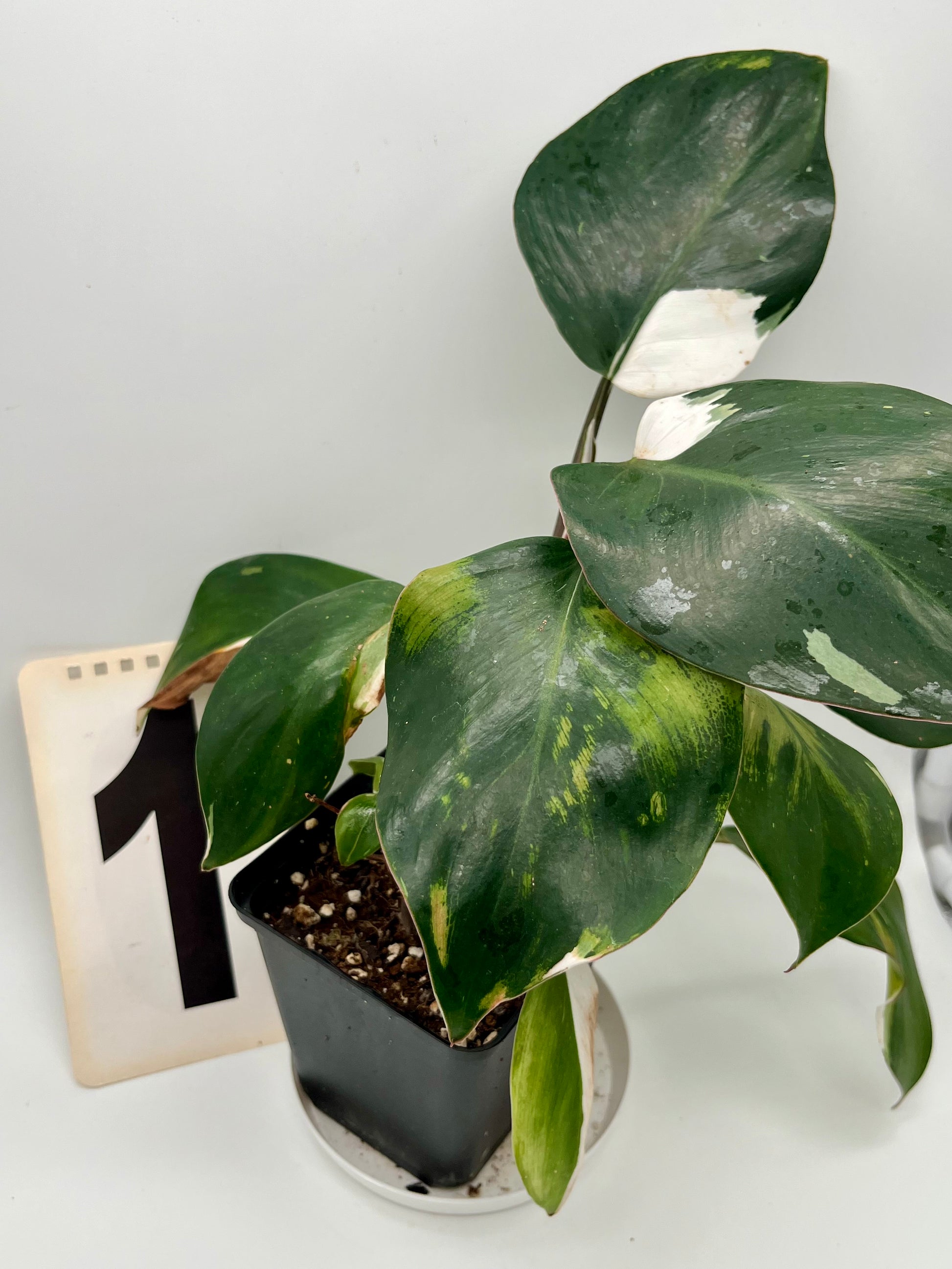 Philodendron White Knight