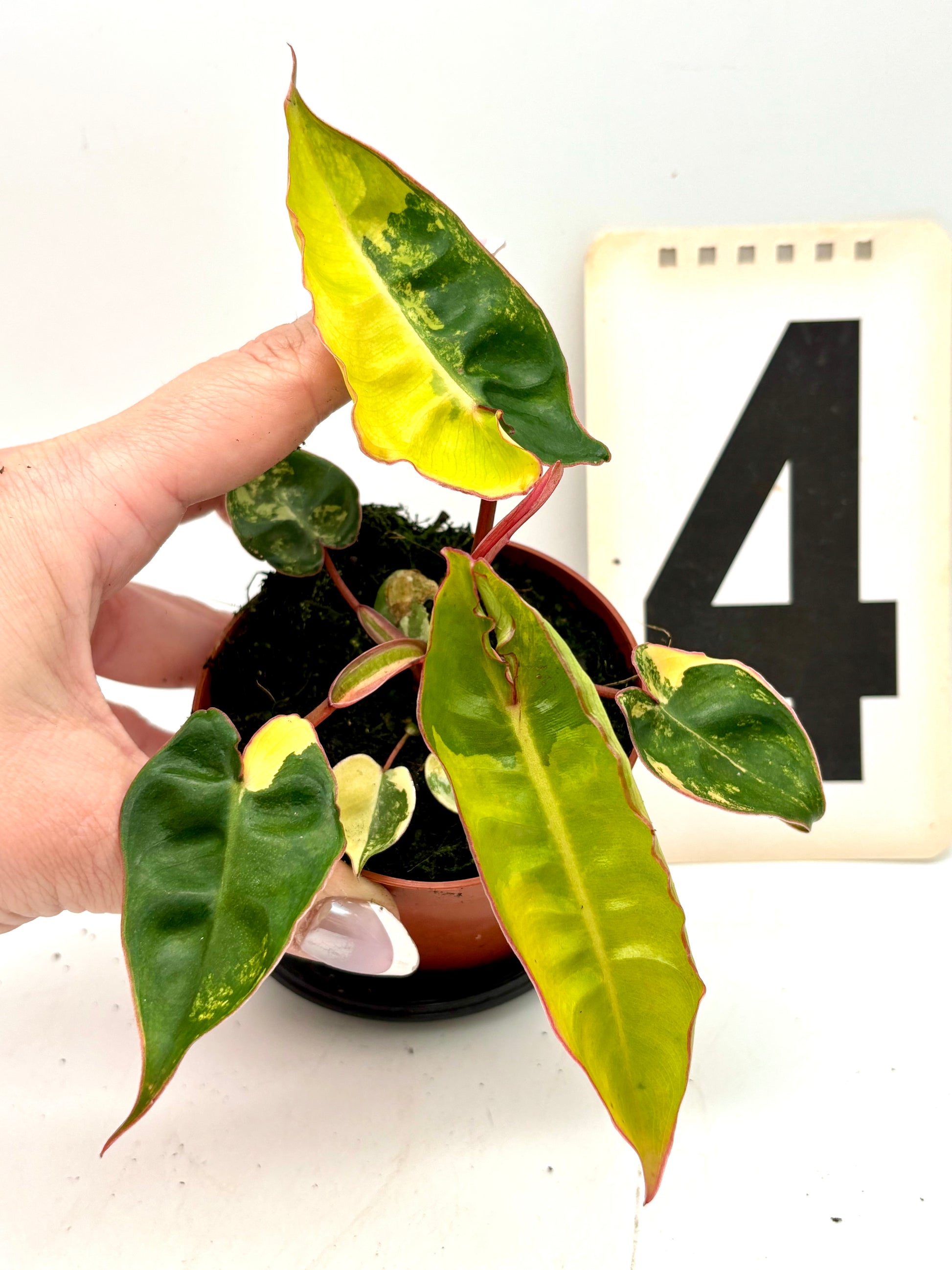 Philodendron Billietiae Variegata