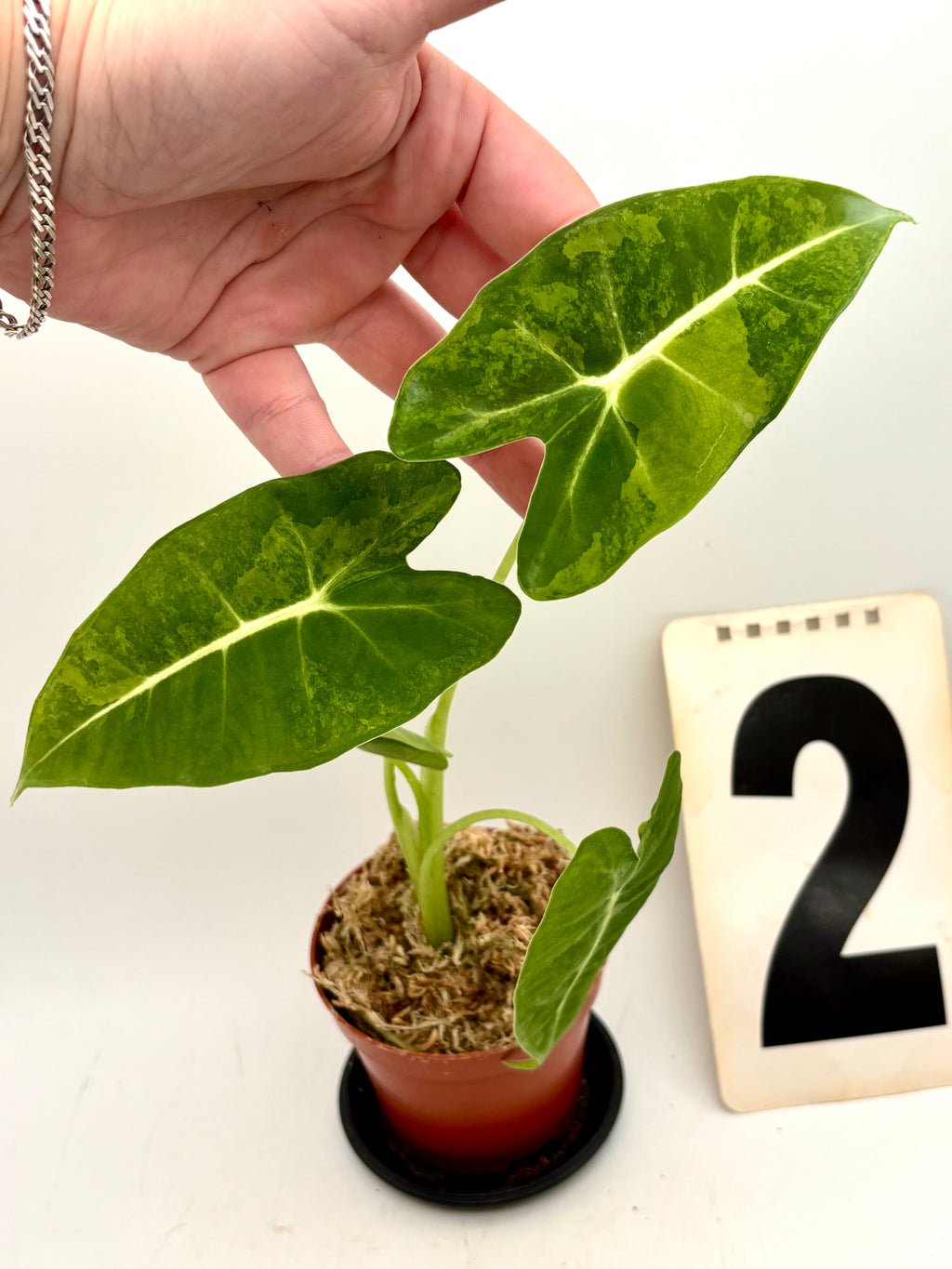 Alocasia Frydek Aurea
