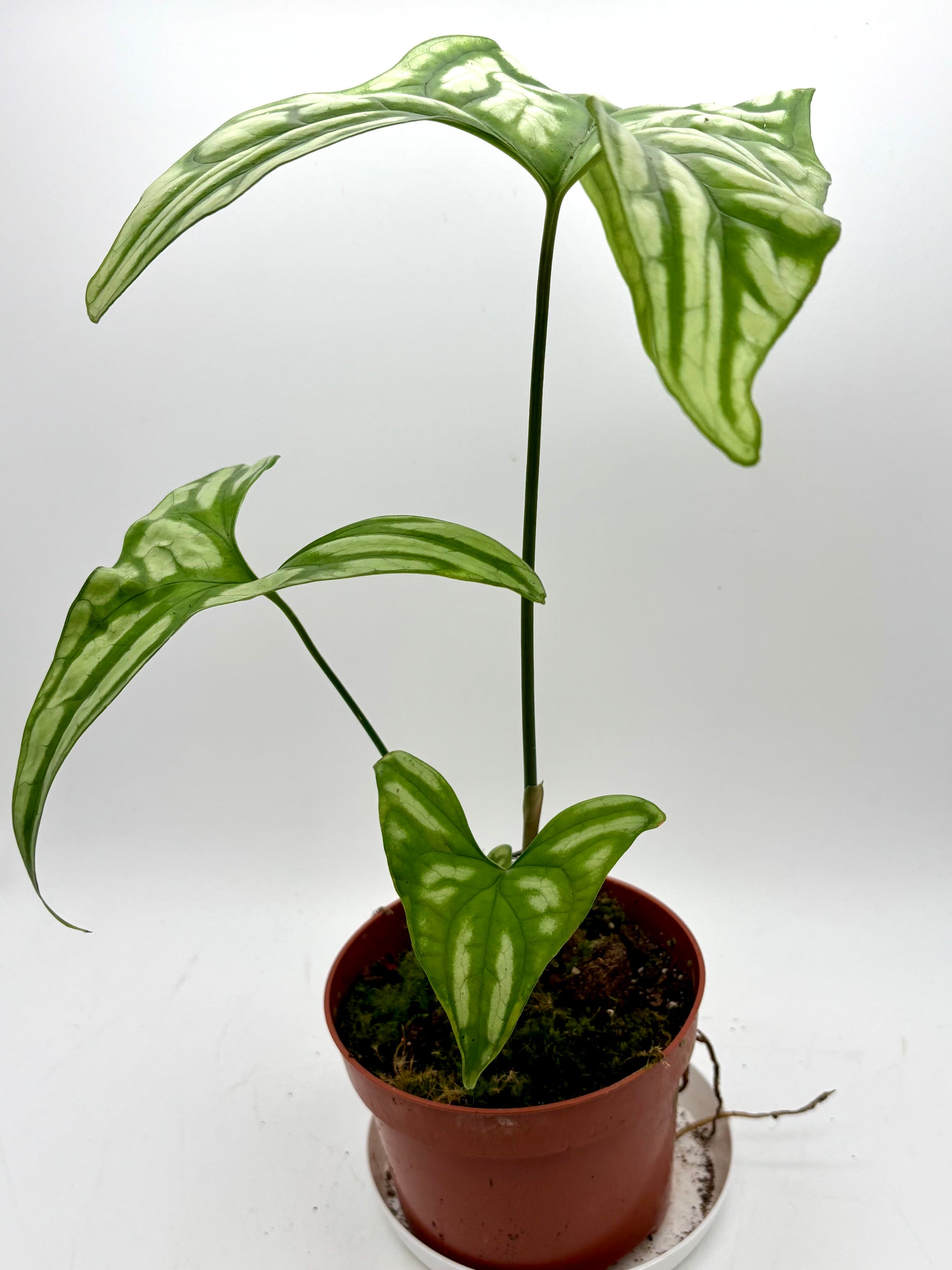 Grüner Cercestis Mirabilis Pflanze von Exotic-Flowers mit gefleckten Blättern auf einem Topf.