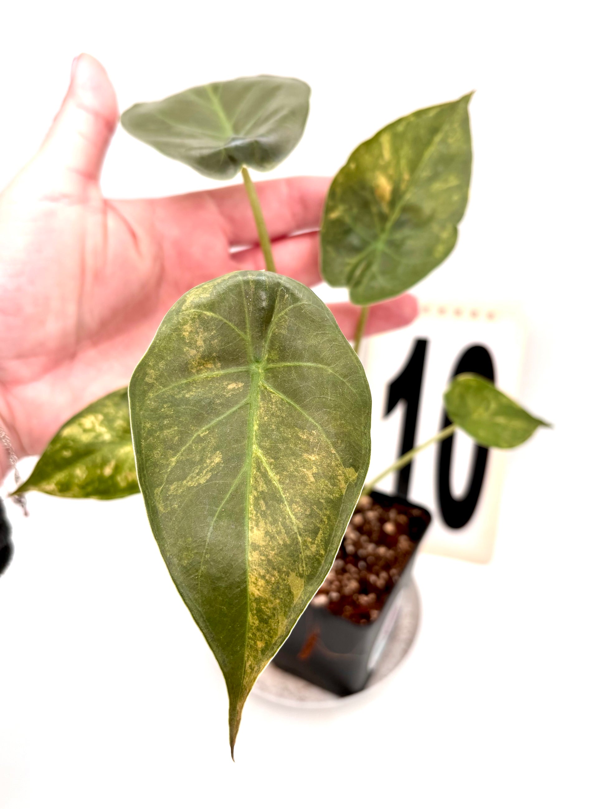 Alocasia Wentii (Sunset) Variegata