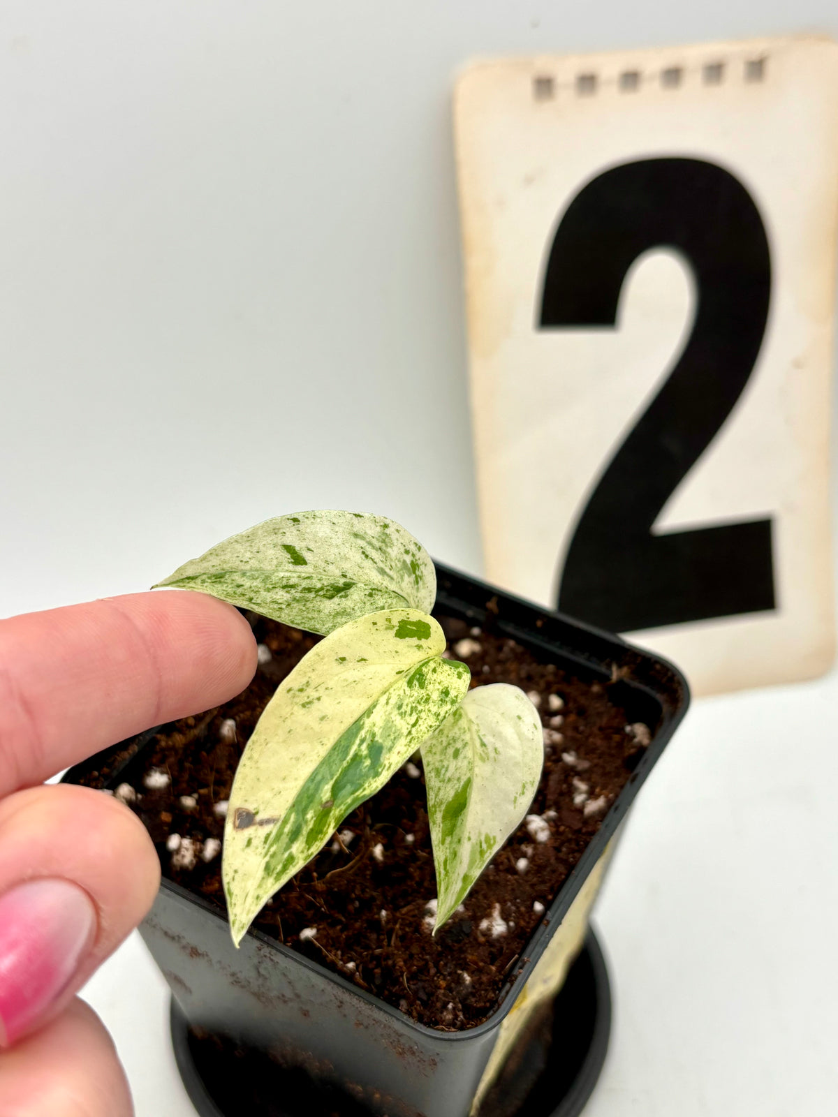 Epipremnum Cebu Blue Variegata Pflanze mit grünen und bläulichen Blättern, ideal für Zimmerpflanzen, von Exotic-Flowers