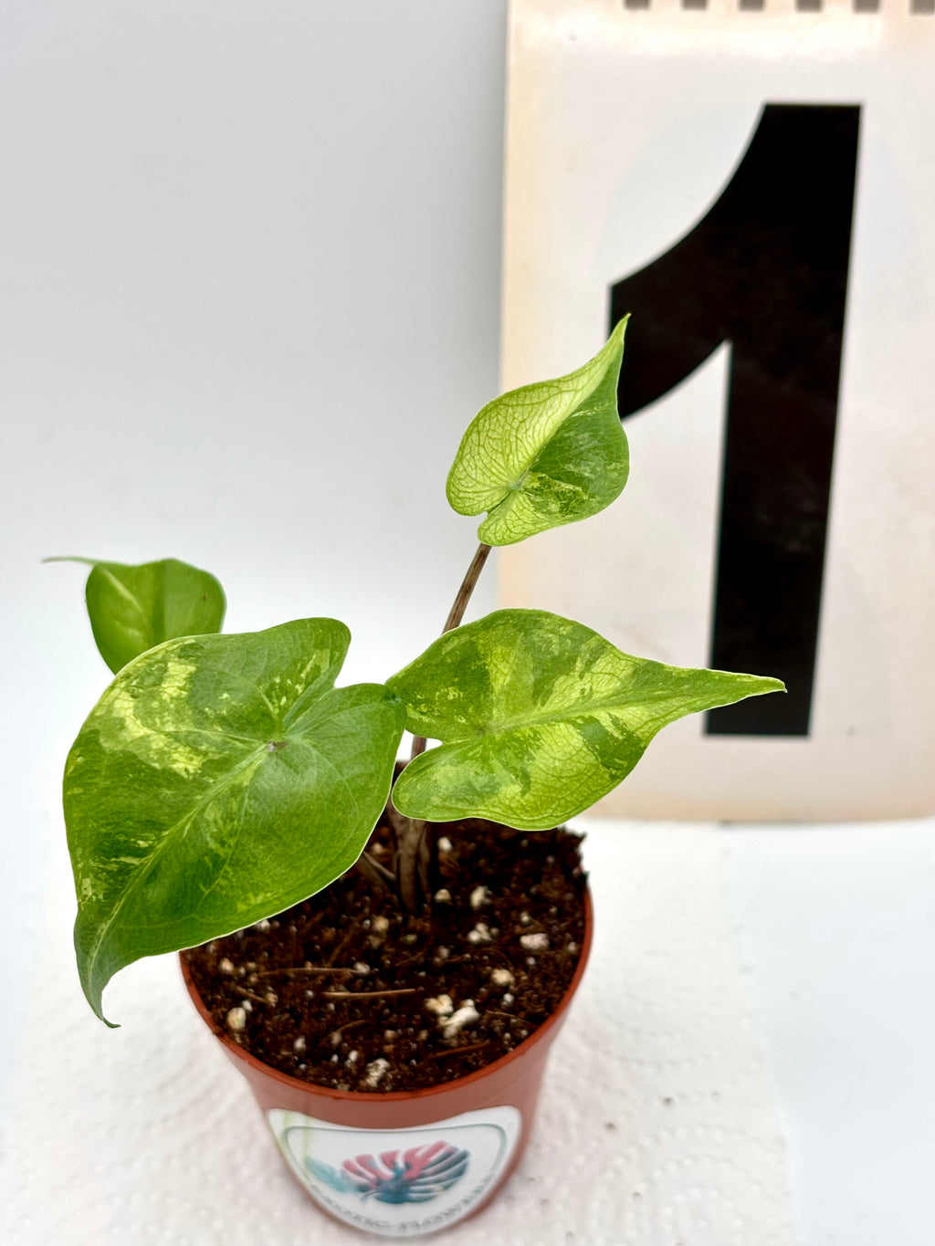 Alocasia Stingray Variegata