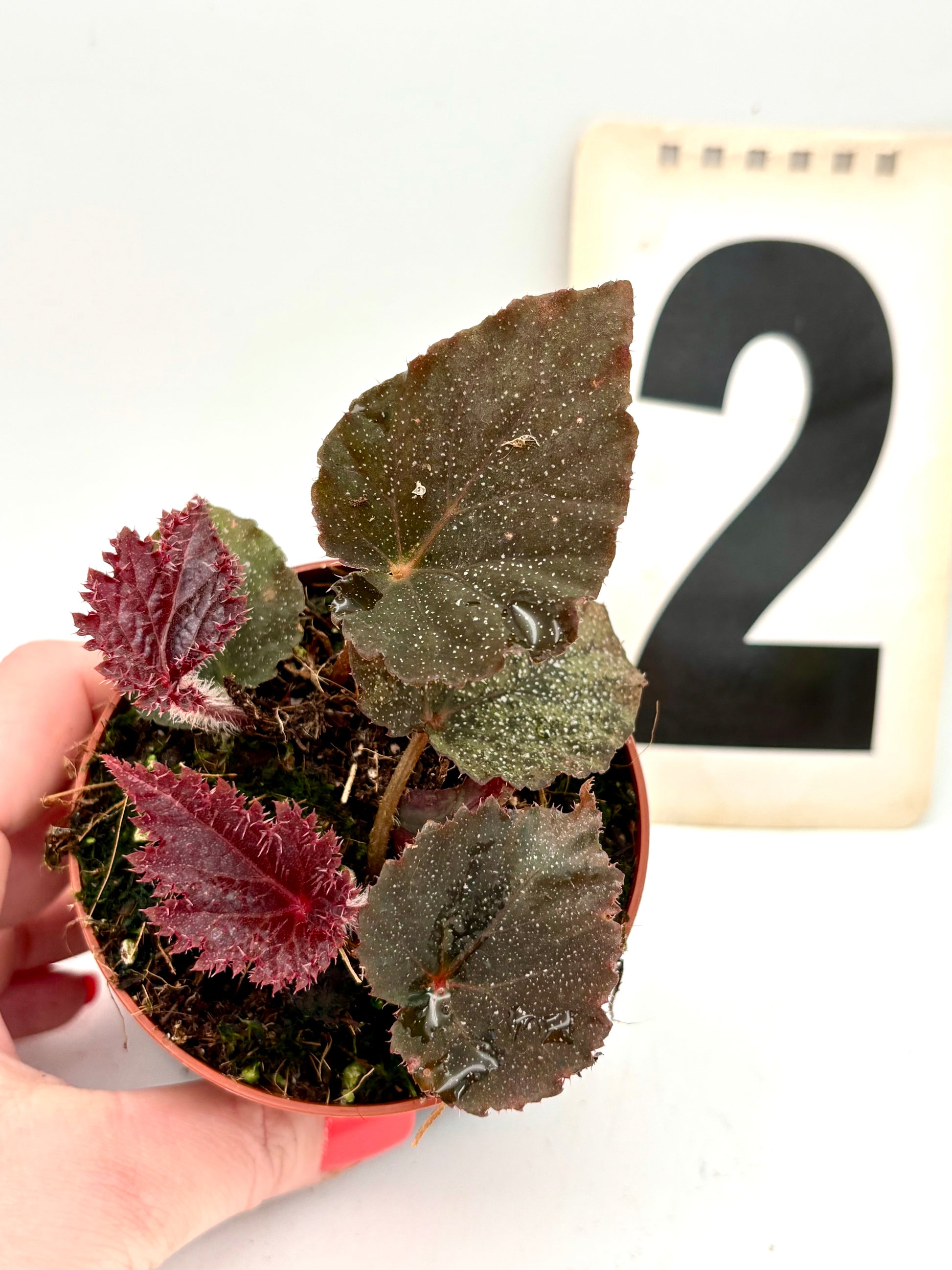 Begonia Taconite von Exotic-Flowers, lebendige grüne Blätter und bunte Blüten, Detailaufnahme der Pflanzen im Topf