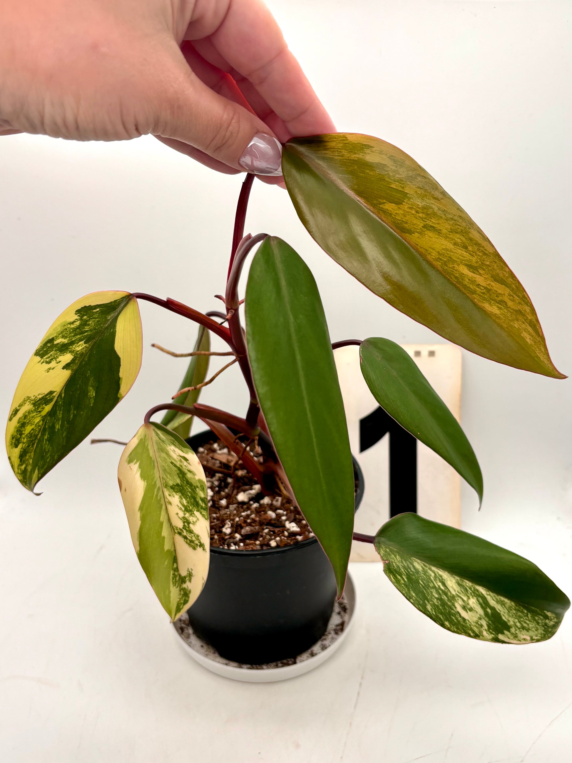 Grüner Philodendron Strawberry Shake Pflanze mit großen Blättern, von Exotic-Flowers, auf Bild 2AB51383-BB5C-47E4-A006-D12F8BE4DD4C