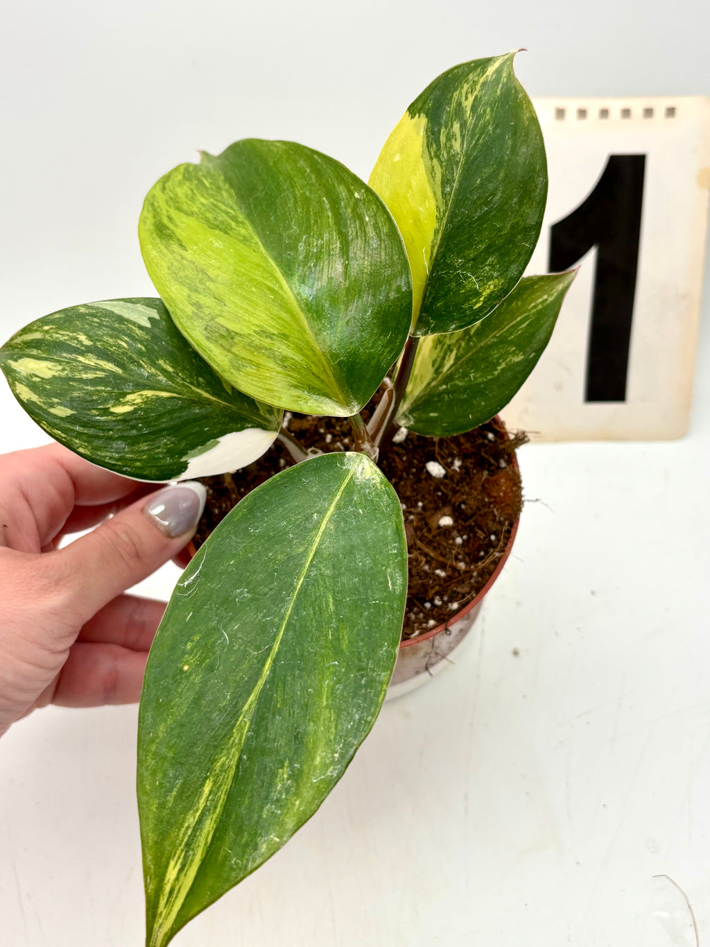 Philodendron White Knight Aurea / Tricolor