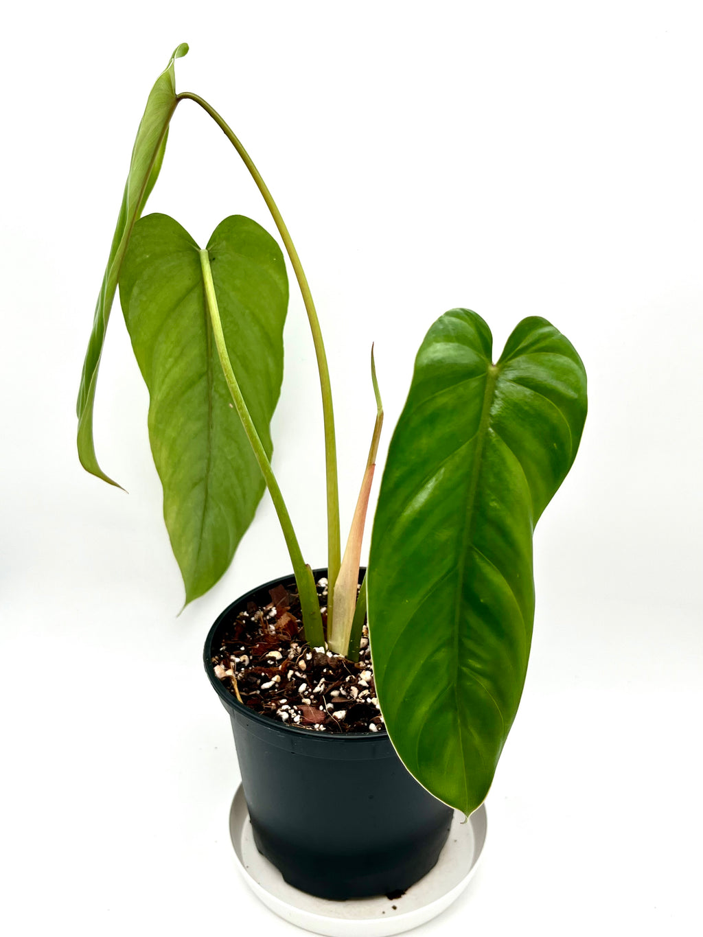 Philodendron Dolichogynium