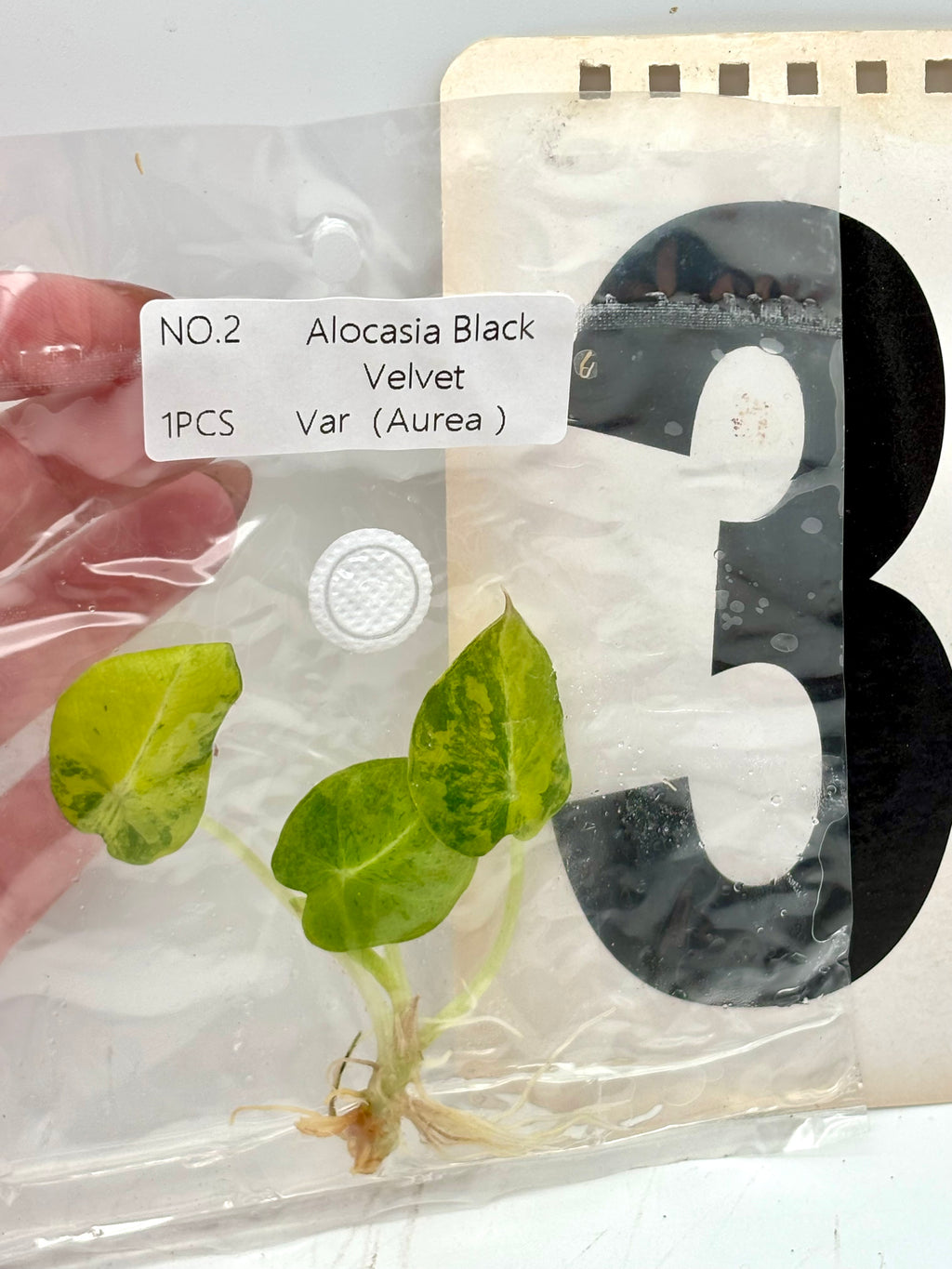 TC - Alocasia Black Velvet Aurea Variegata