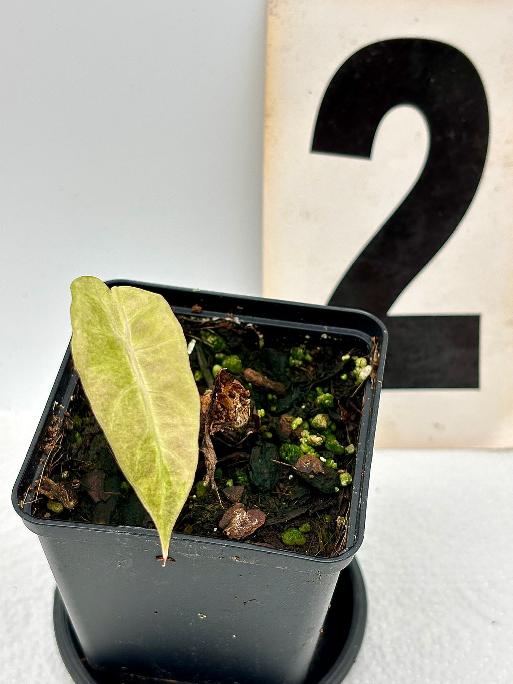 Alocasia Polly Aurea Variegata Pflanze von Exotic-Flowers, grüne Blätter mit gelben und weißen Variegationen, große, dekorative Zimmerpflanze