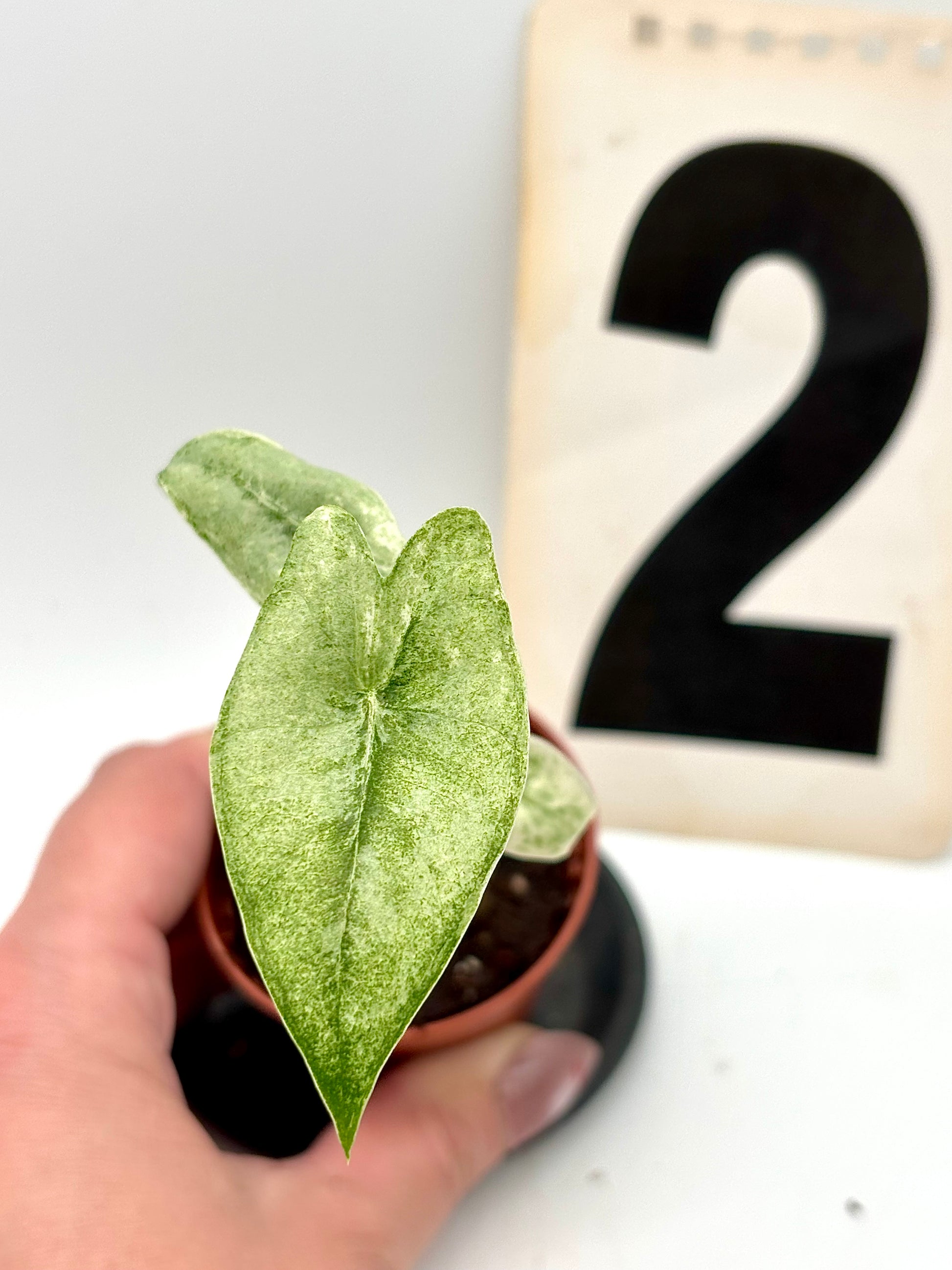 Alocasia Zebrina Mint Variegata