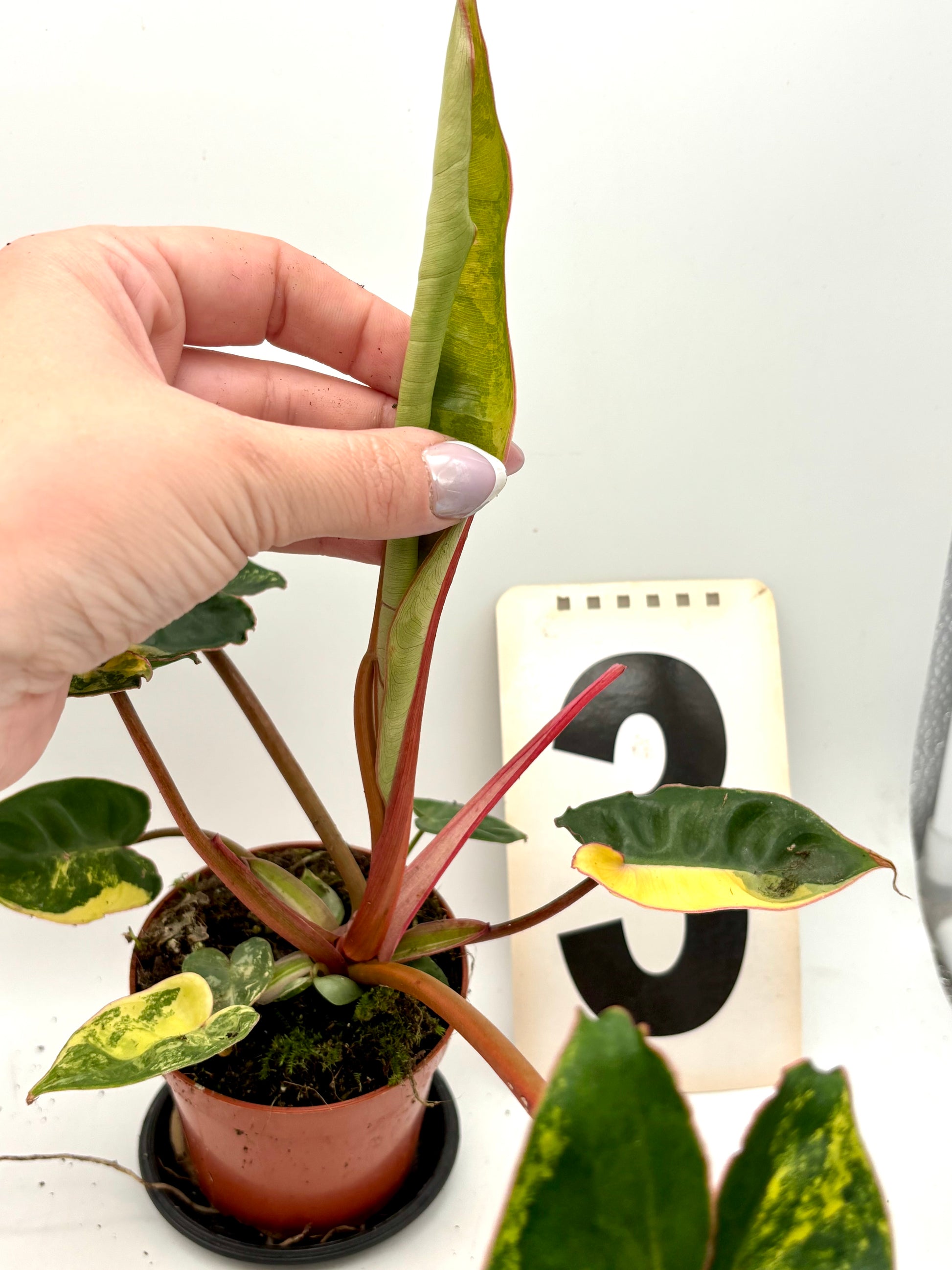 Philodendron Billietiae Variegata