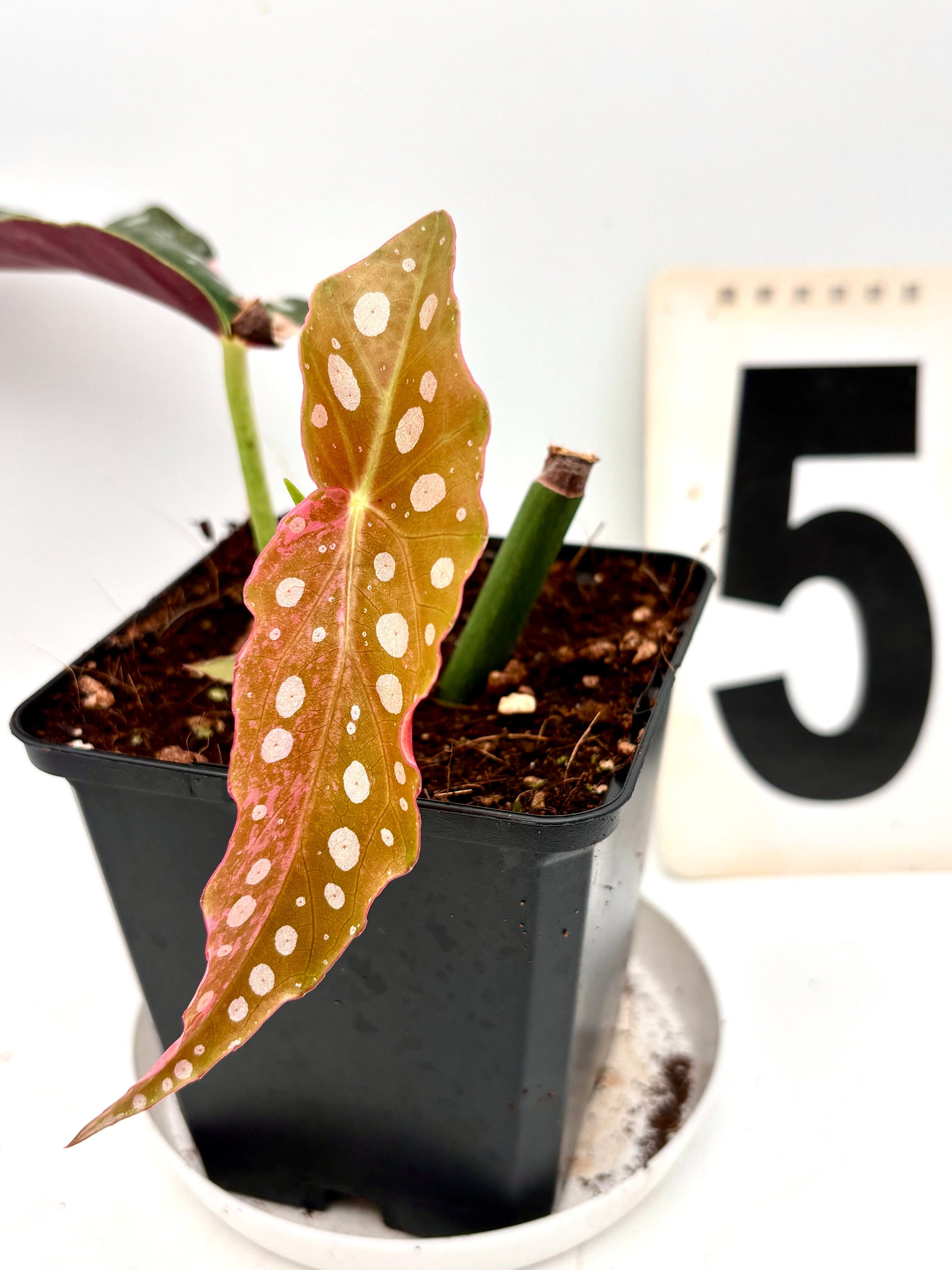 Begonia Maculata Pink Variegata