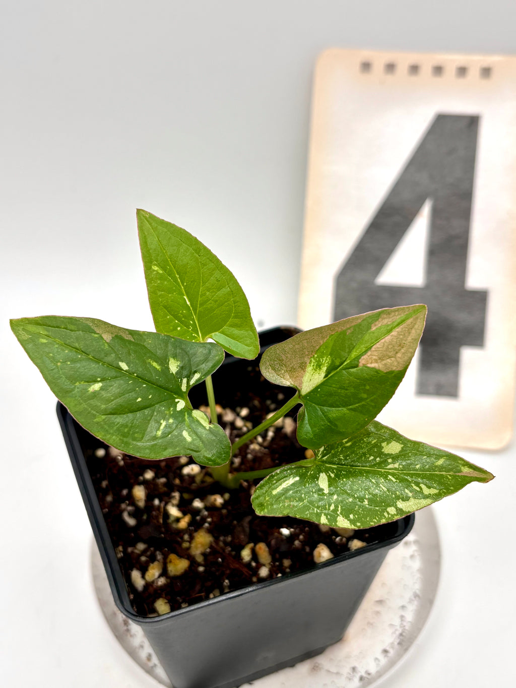 Syngonium Red Spot Tricolor