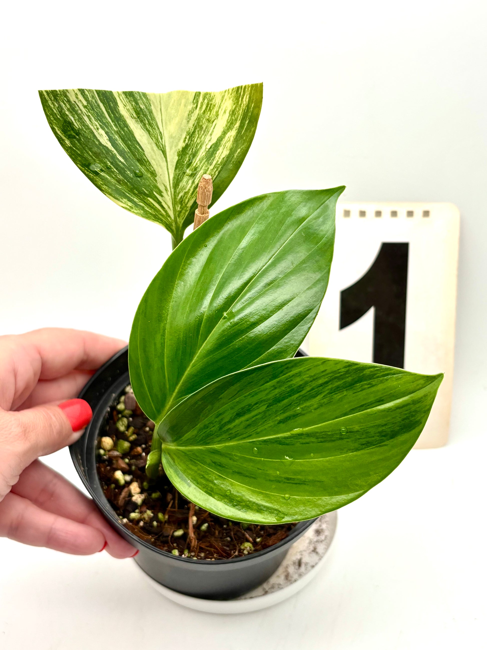Exotic-Flowers Philodendron Dragon Tail Variegata Pflanze mit grünen und weißen, schmalen Blättern, im Top präsentiert.