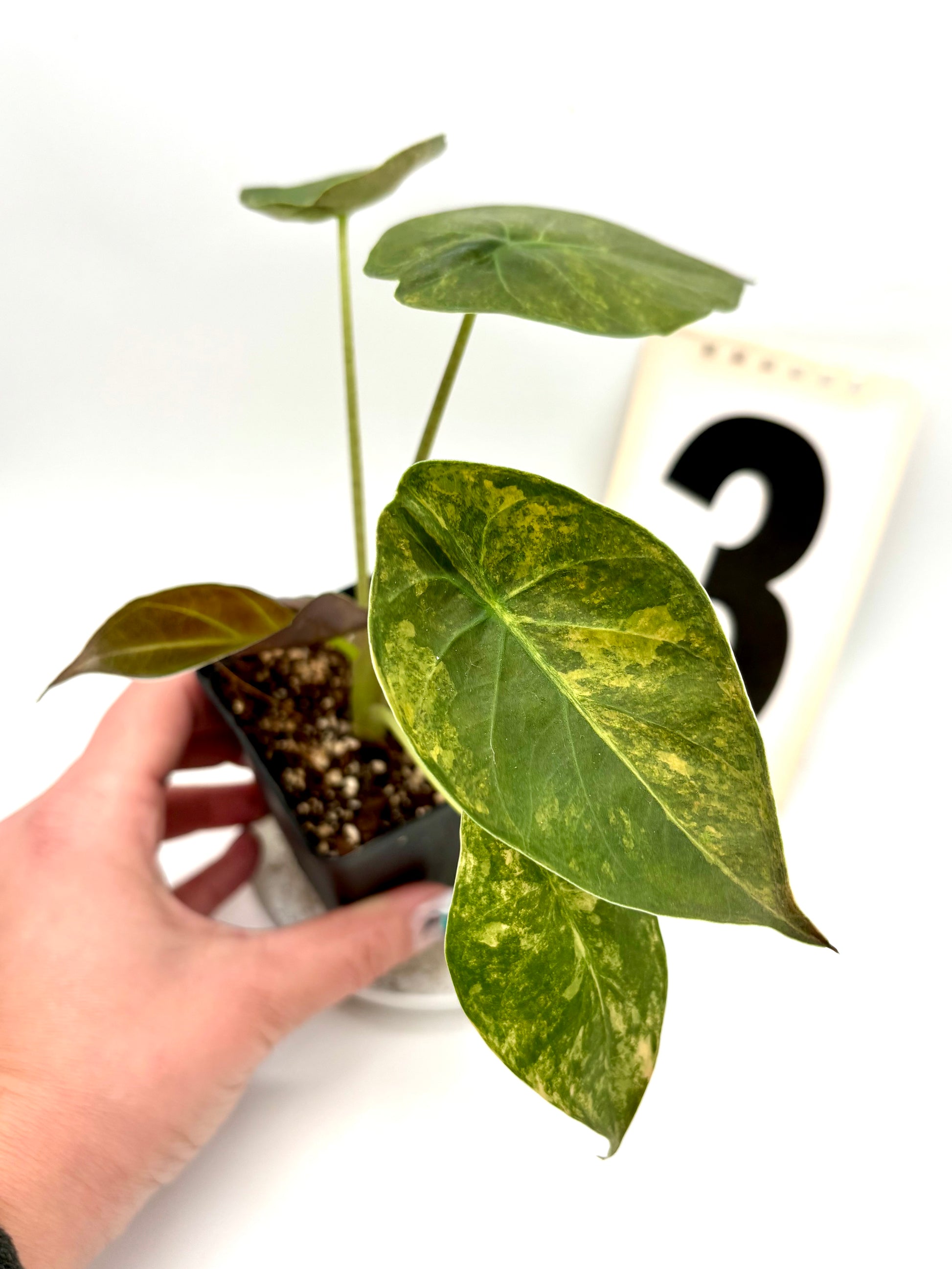 Alocasia Wentii (Sunset) Variegata