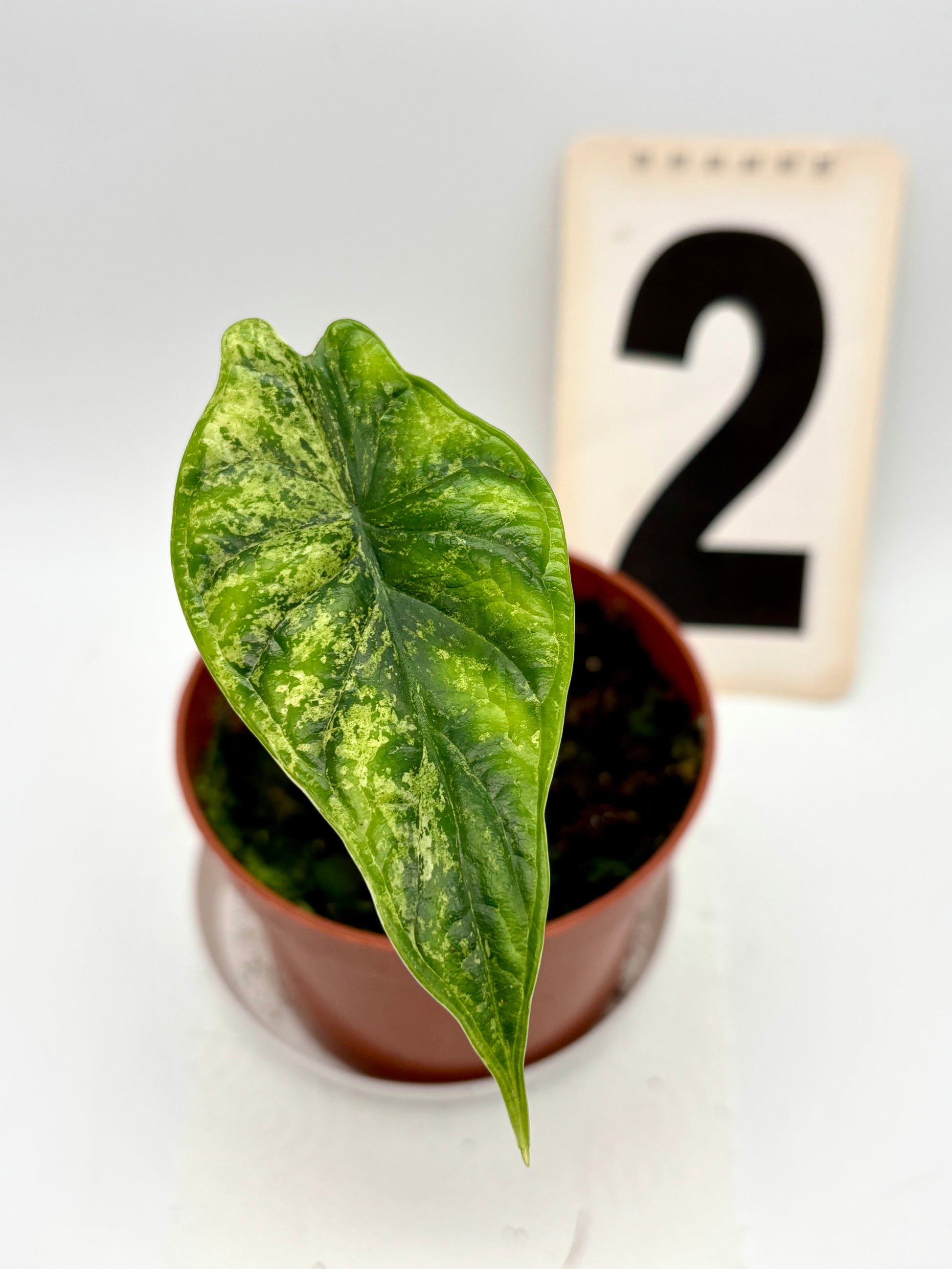 Alocasia Dragon Scale Mint