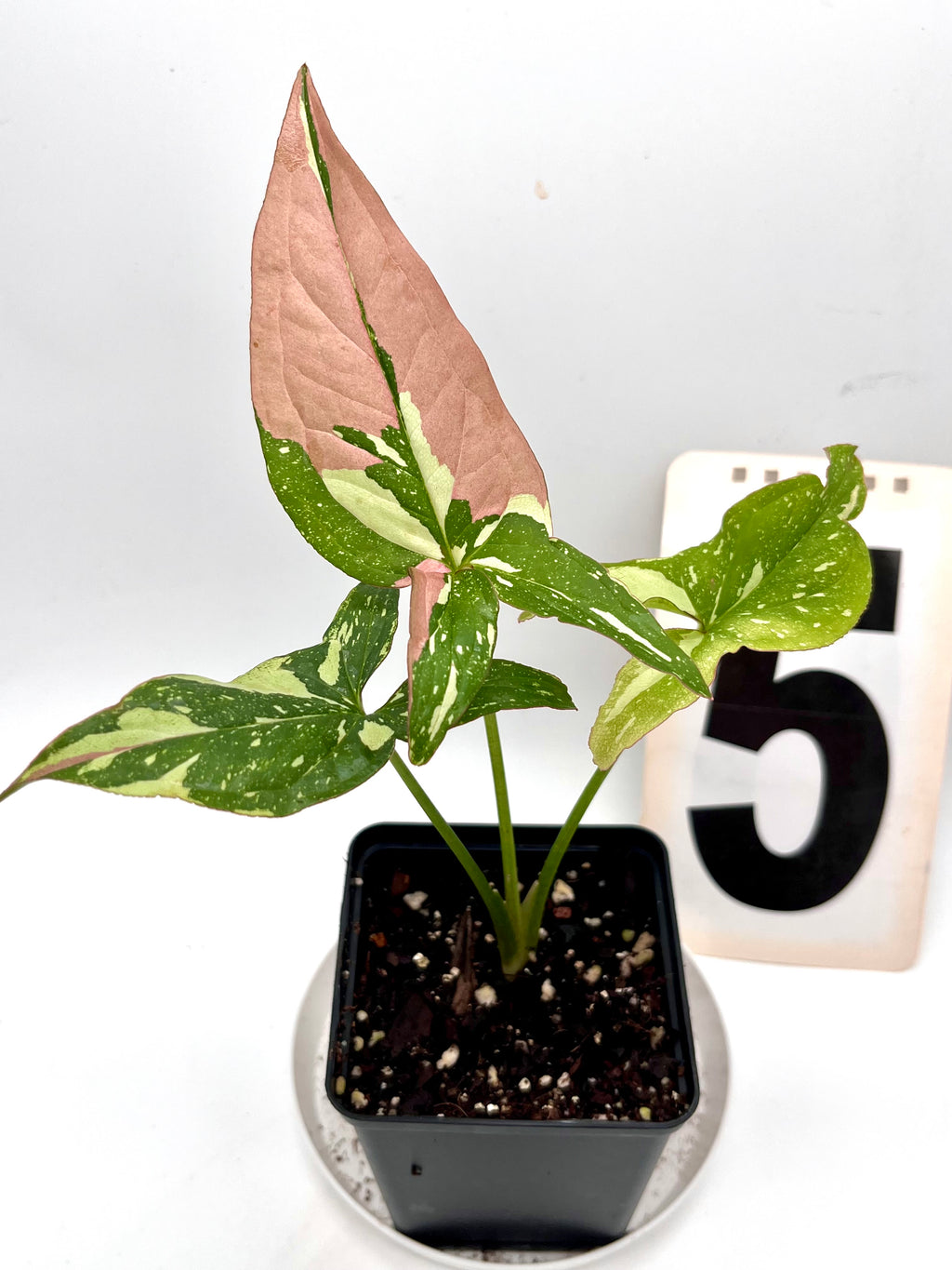 Syngonium Red Spot Tricolor