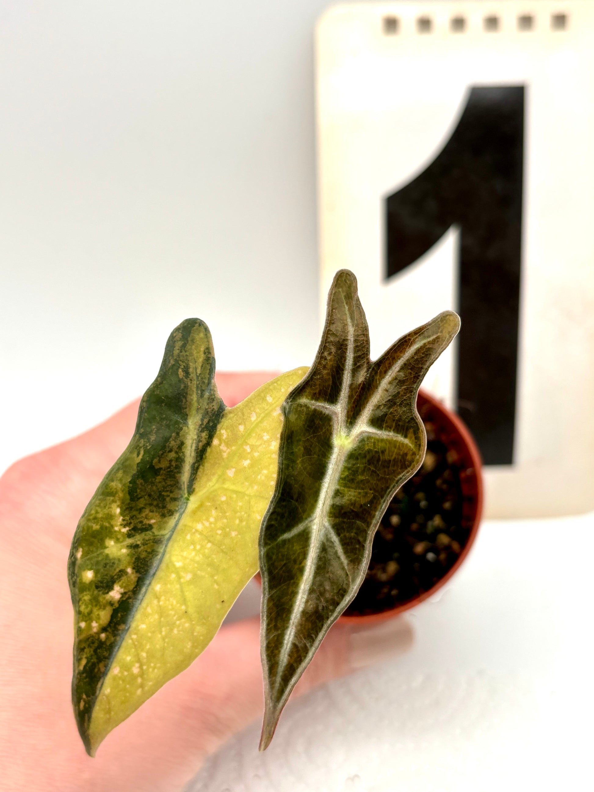 Alocasia Nobilis Aurea Variegata