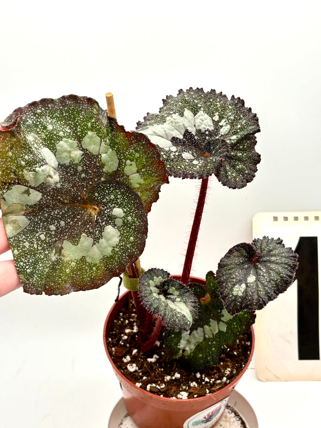 Begonia Speckled - Exotic-Flowers