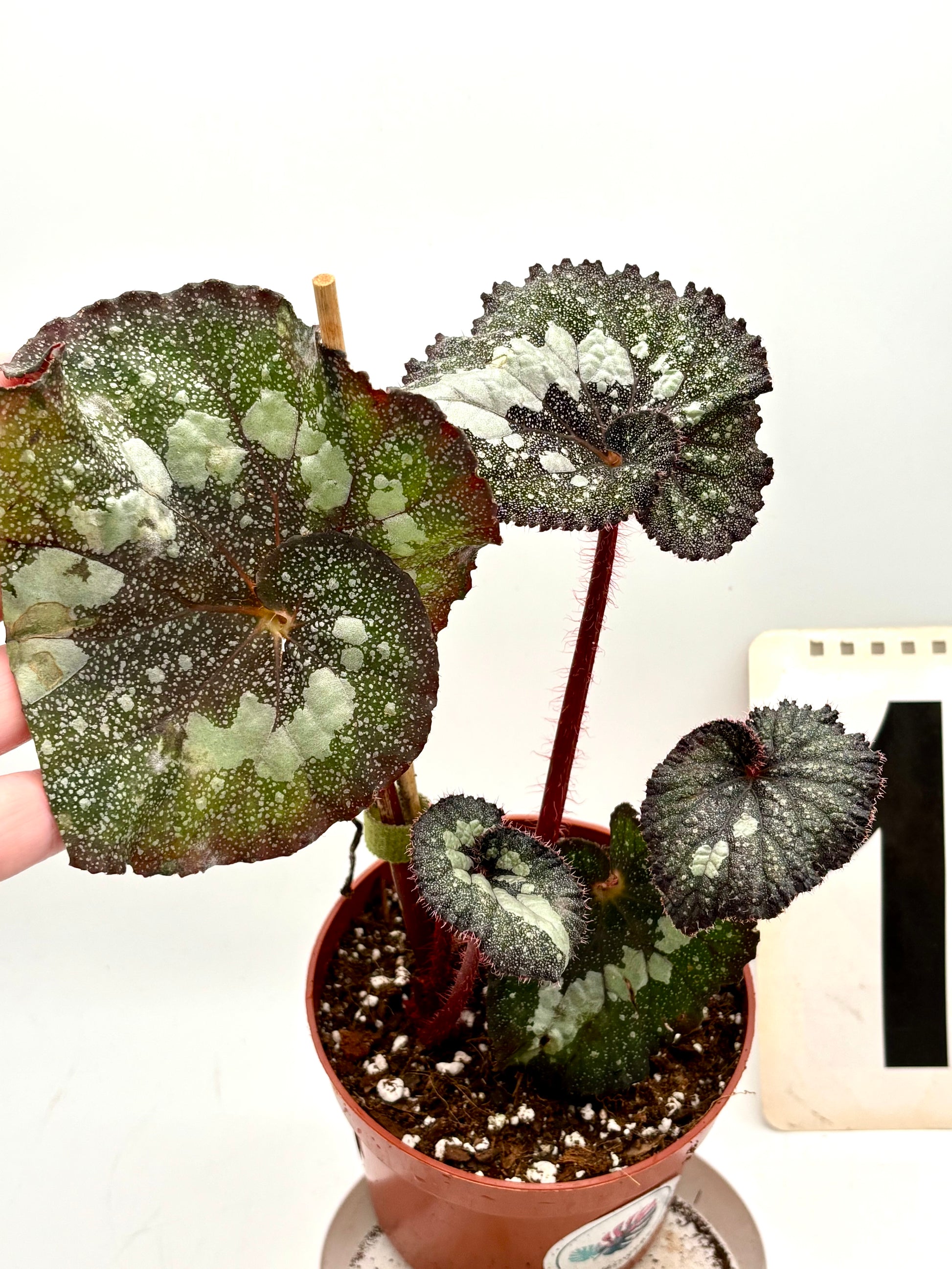 Begonia Speckled - Exotic-Flowers