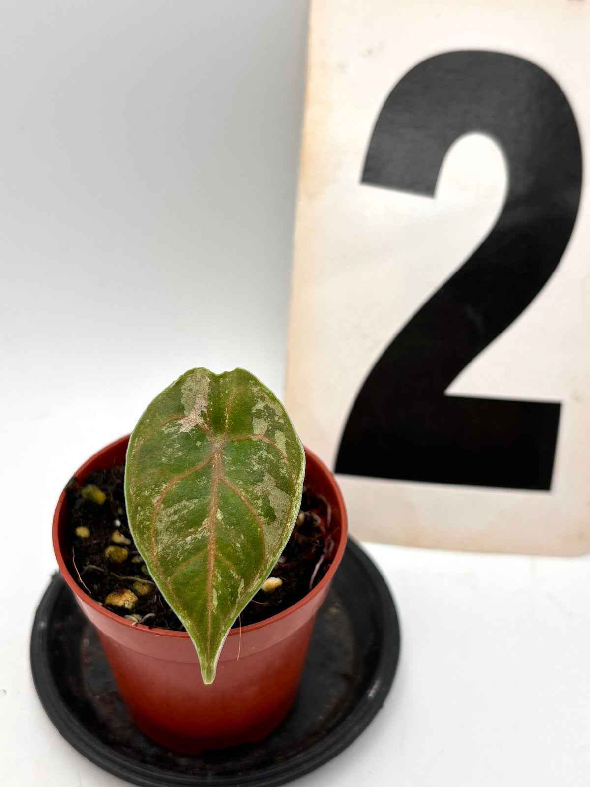 Alocasia Azlanii Variegata