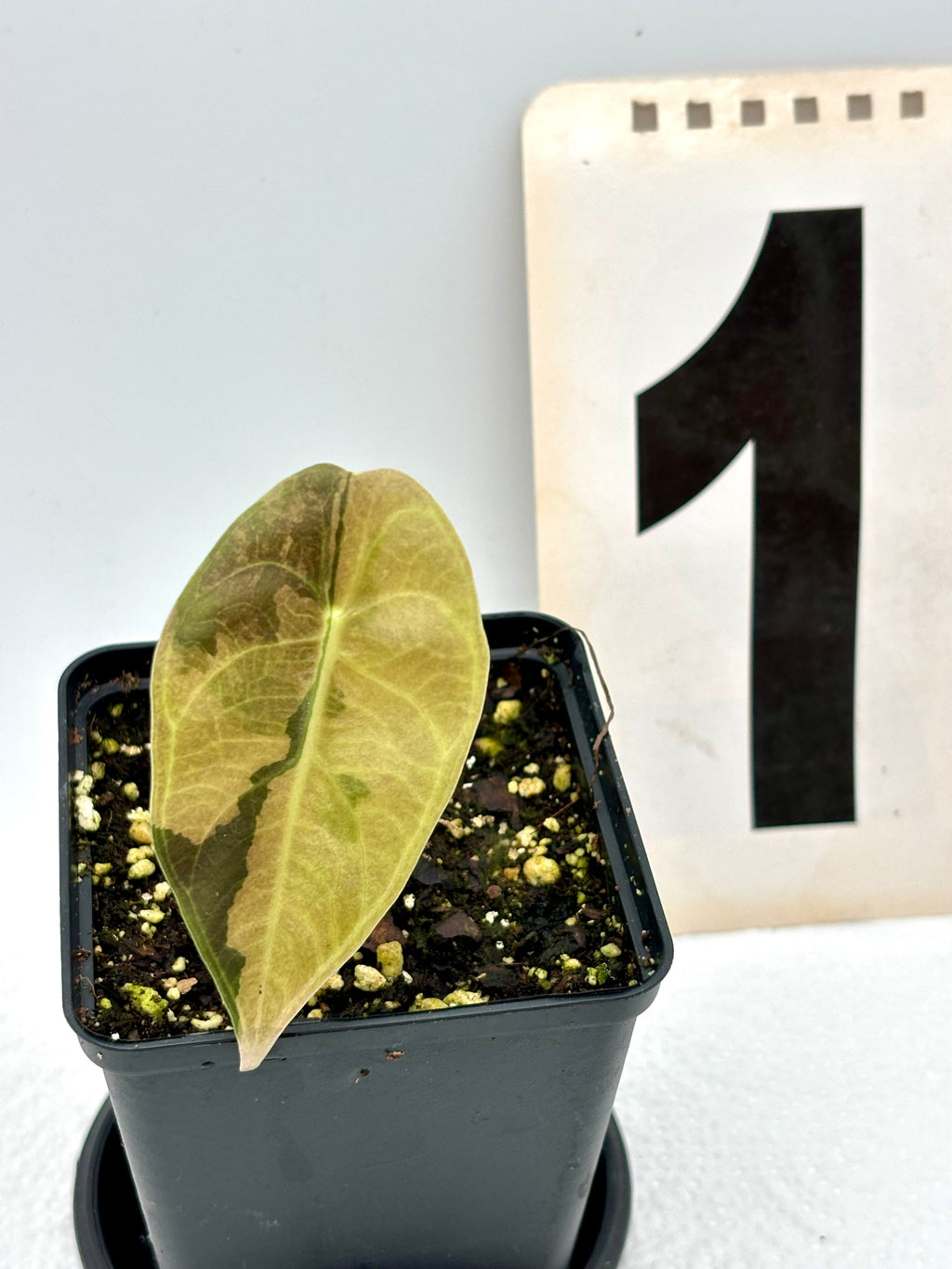 Alocasia Sedenii Aurea Variegata Pflanze mit grün-gelben Blättern und auffälligen Muster, exotische Zimmerpflanze von Exotic-Flowers