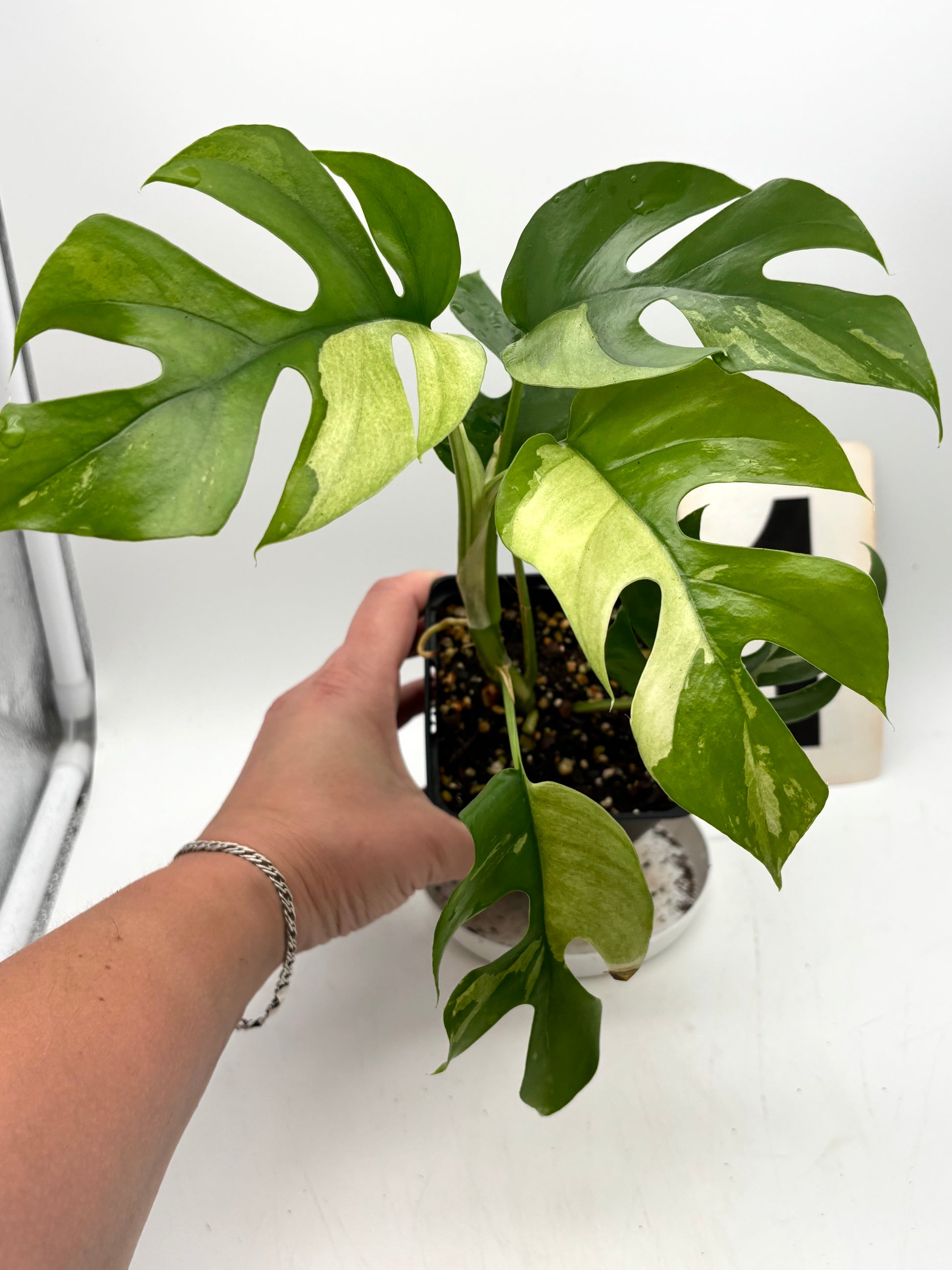 Rhaphidophora Tetrasperma Albo Variegata, auch Monstera Minima, mit grünen und weißen variegierten Blättern, im Topf.