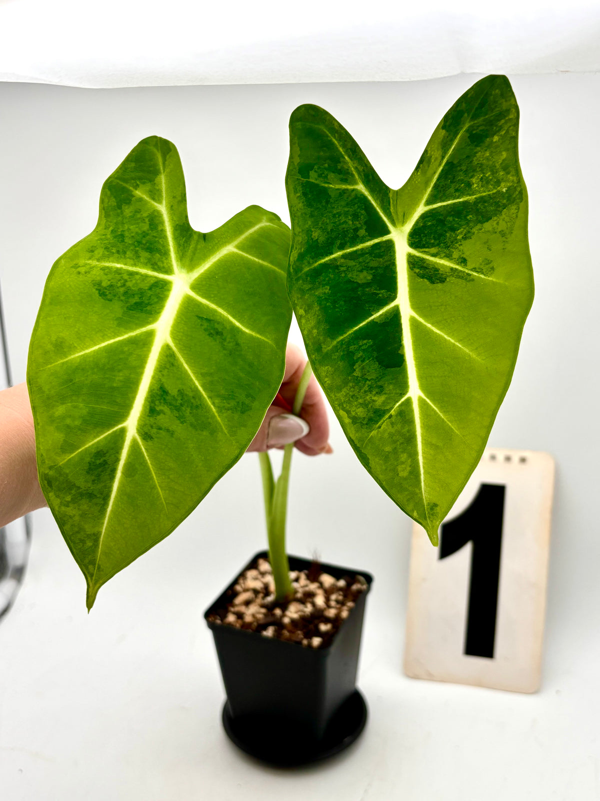 Alocasia Frydek Aurea Pflanze mit großen, grünen Blättern und goldgelbem Rand, auf einem weißen Hintergrund fotografiert