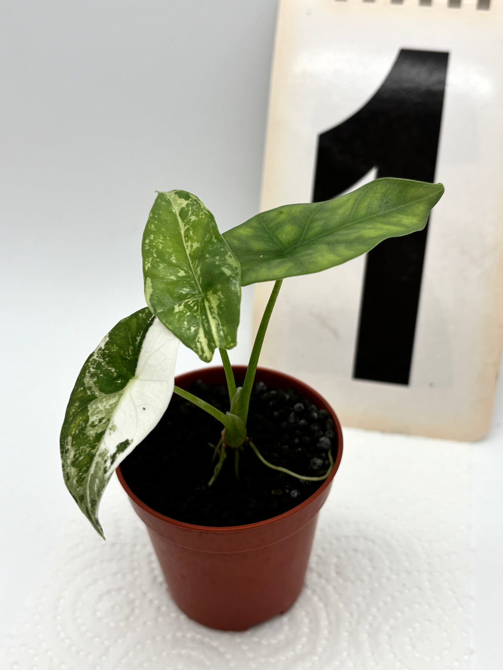 Alocasia Simpo Albo Variegata