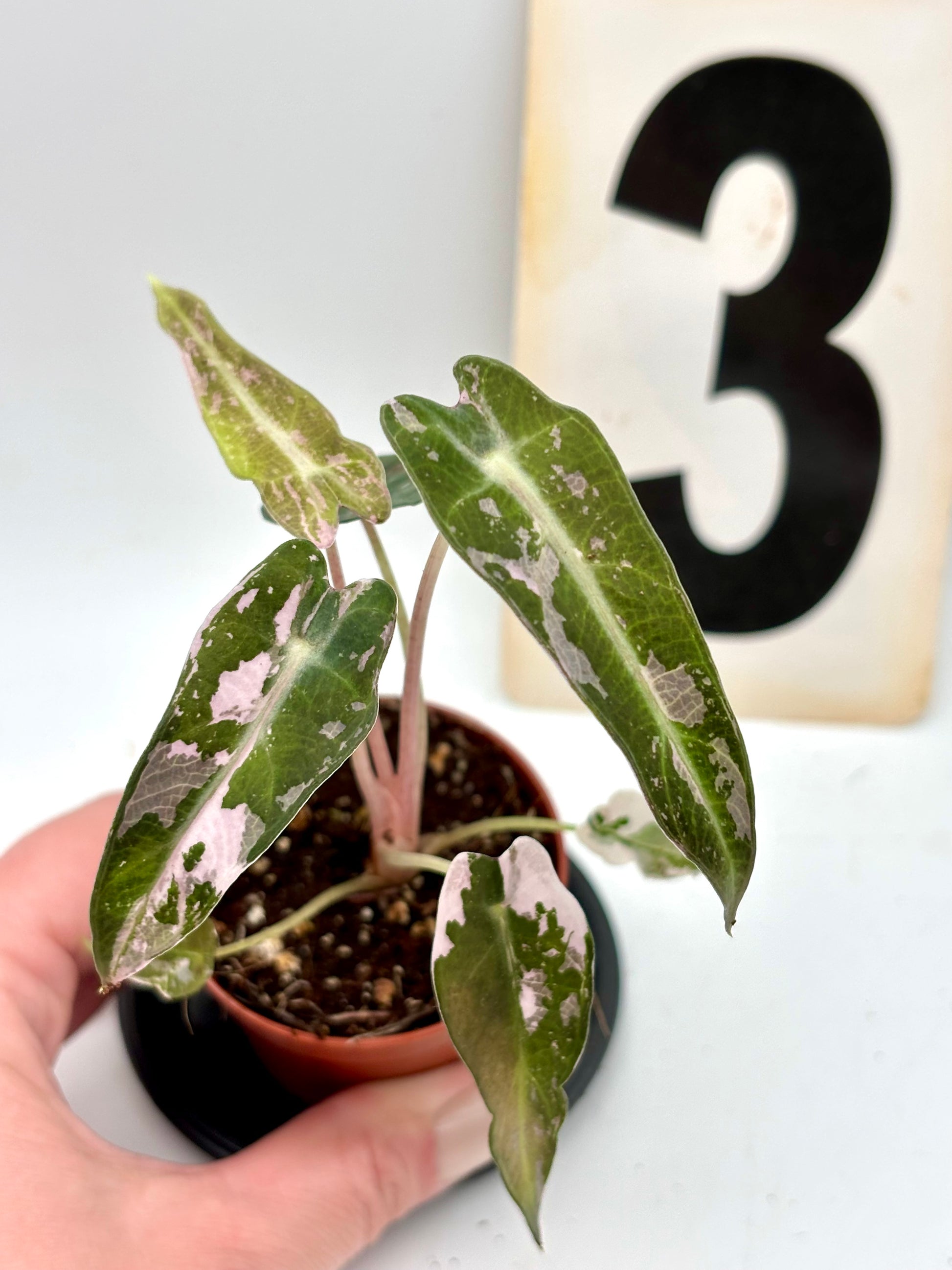 Alocasia Bambino Variegata Pflanze von Exotic-Flowers, grüne und creme-weiße variegierte Blätter, Nahaufnahme