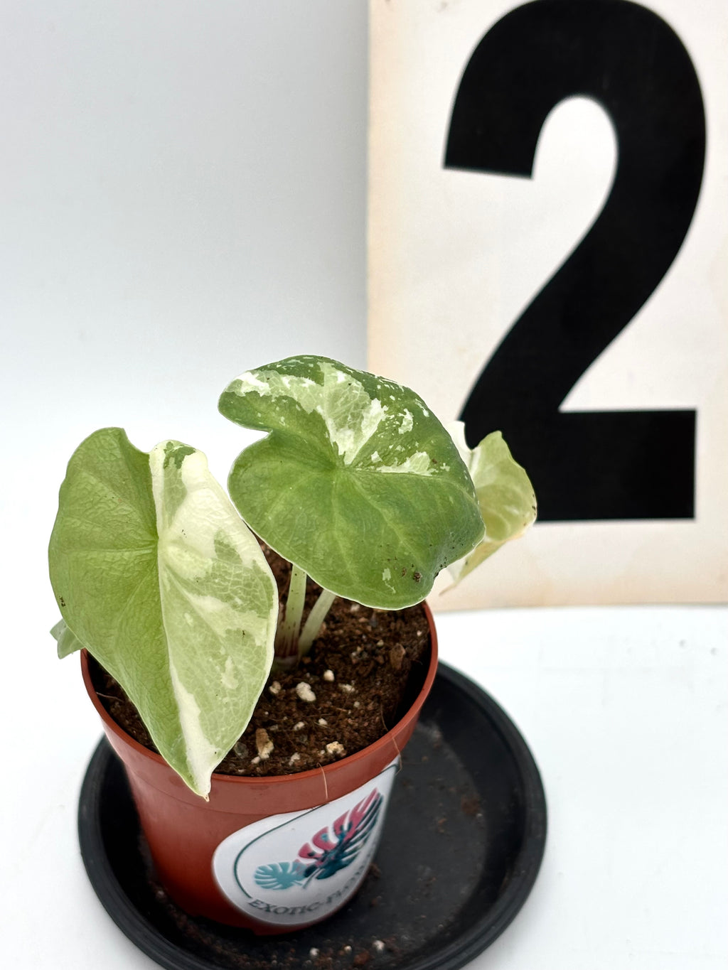 Alocasia Melo Albo Variegata Pflanze mit großen grünen und weißen gemusterten Blättern, von Exotic-Flowers.