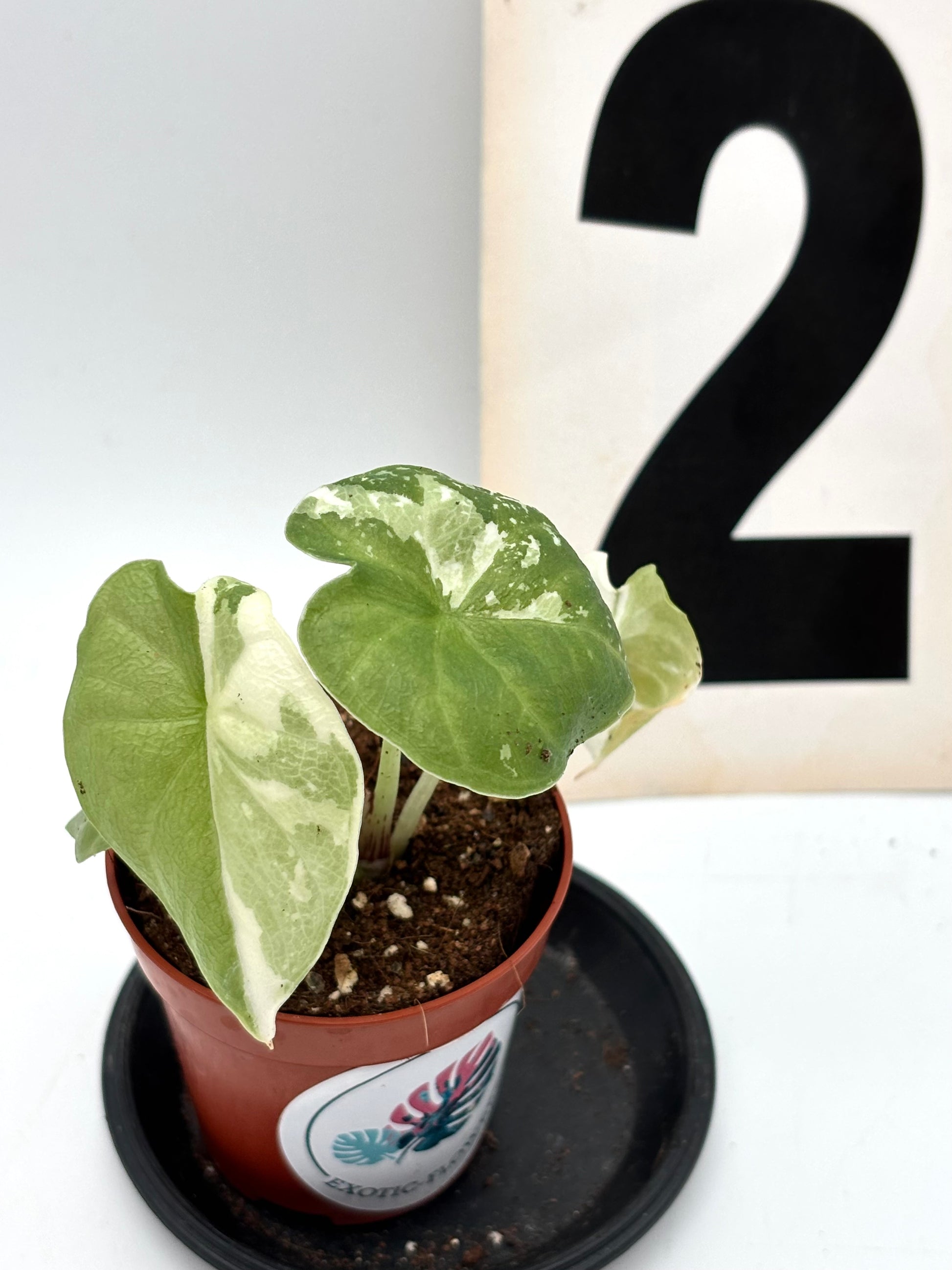 Alocasia Melo Albo Variegata Pflanze mit großen grünen und weißen gemusterten Blättern, von Exotic-Flowers.