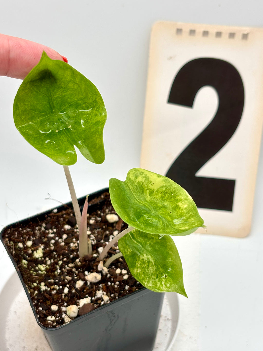 Alocasia Pink Dragon Variegata