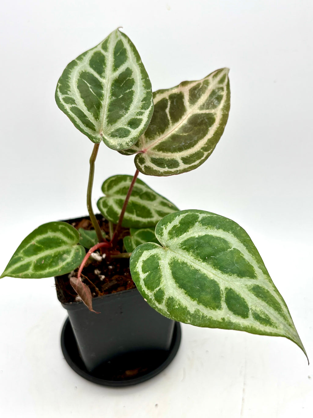 Anthurium Red Crystallinum × 'Silver Blush'