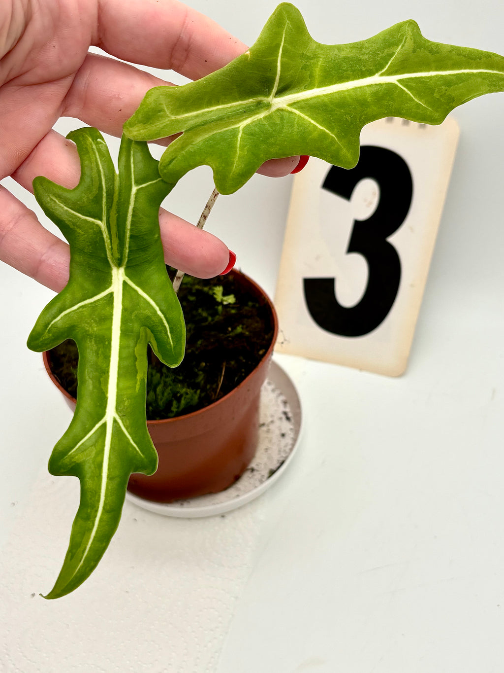 Alocasia Portei Variegata