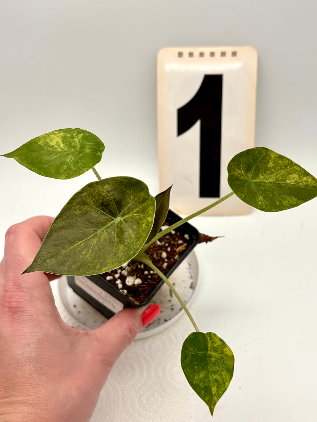 Alocasia Wentii (Sunset) Variegata