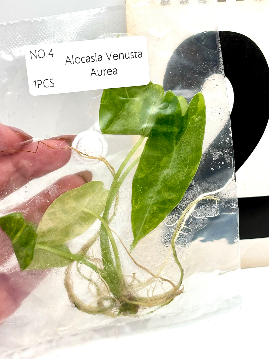 TC - Alocasia Venusta Aurea Variegata