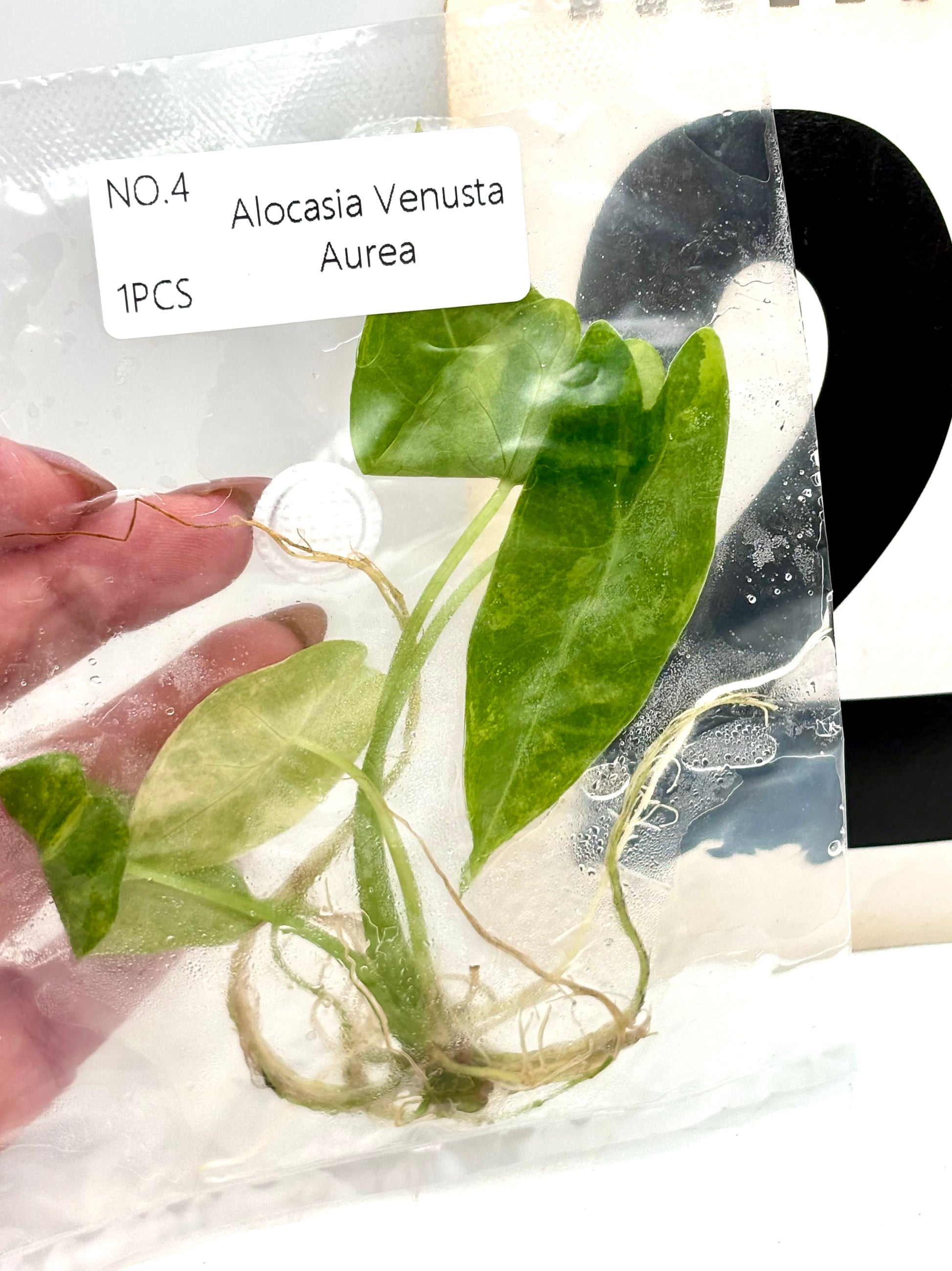 TC - Alocasia Venusta Aurea Variegata